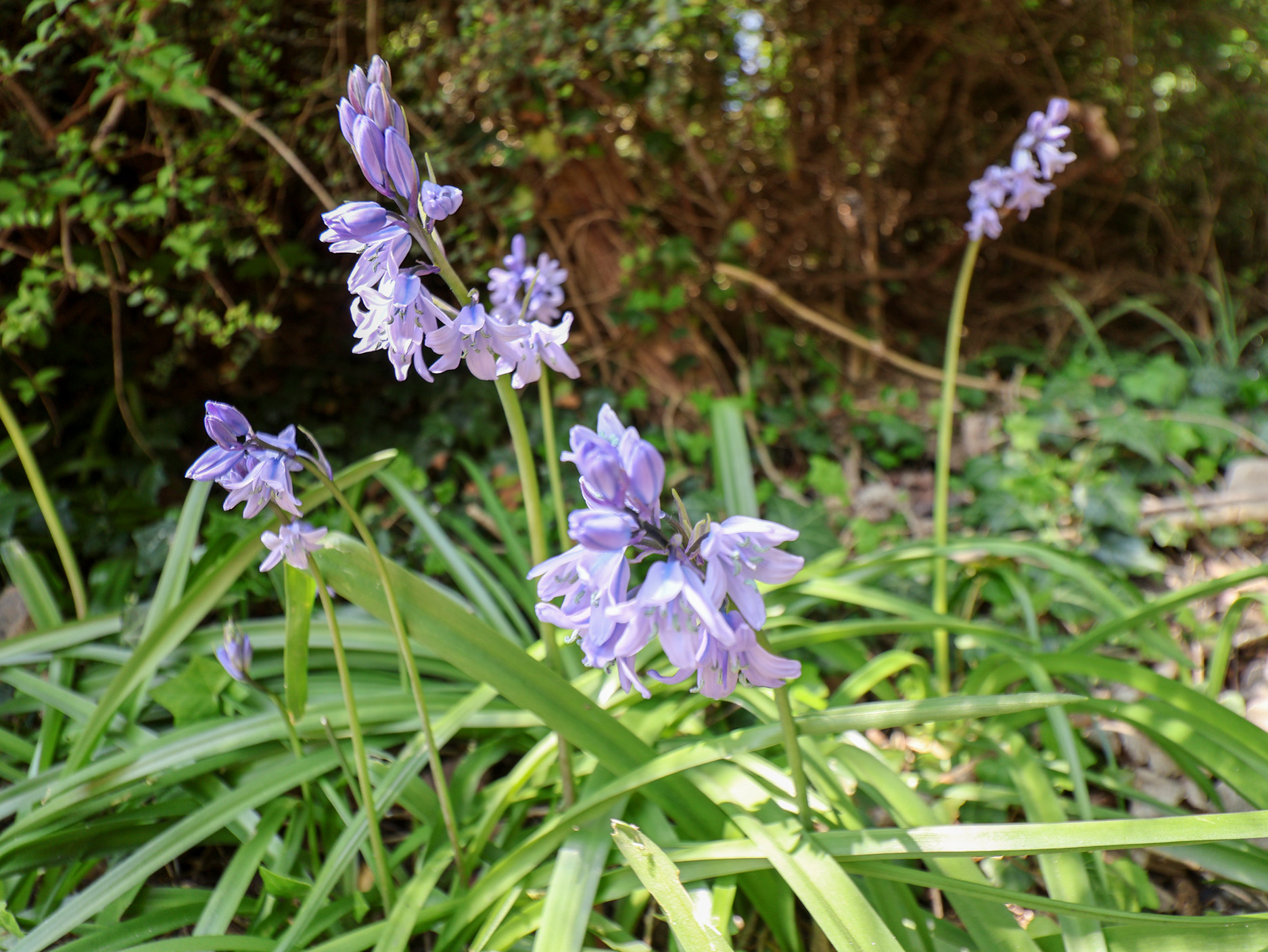 Property image 23 for SC1092146