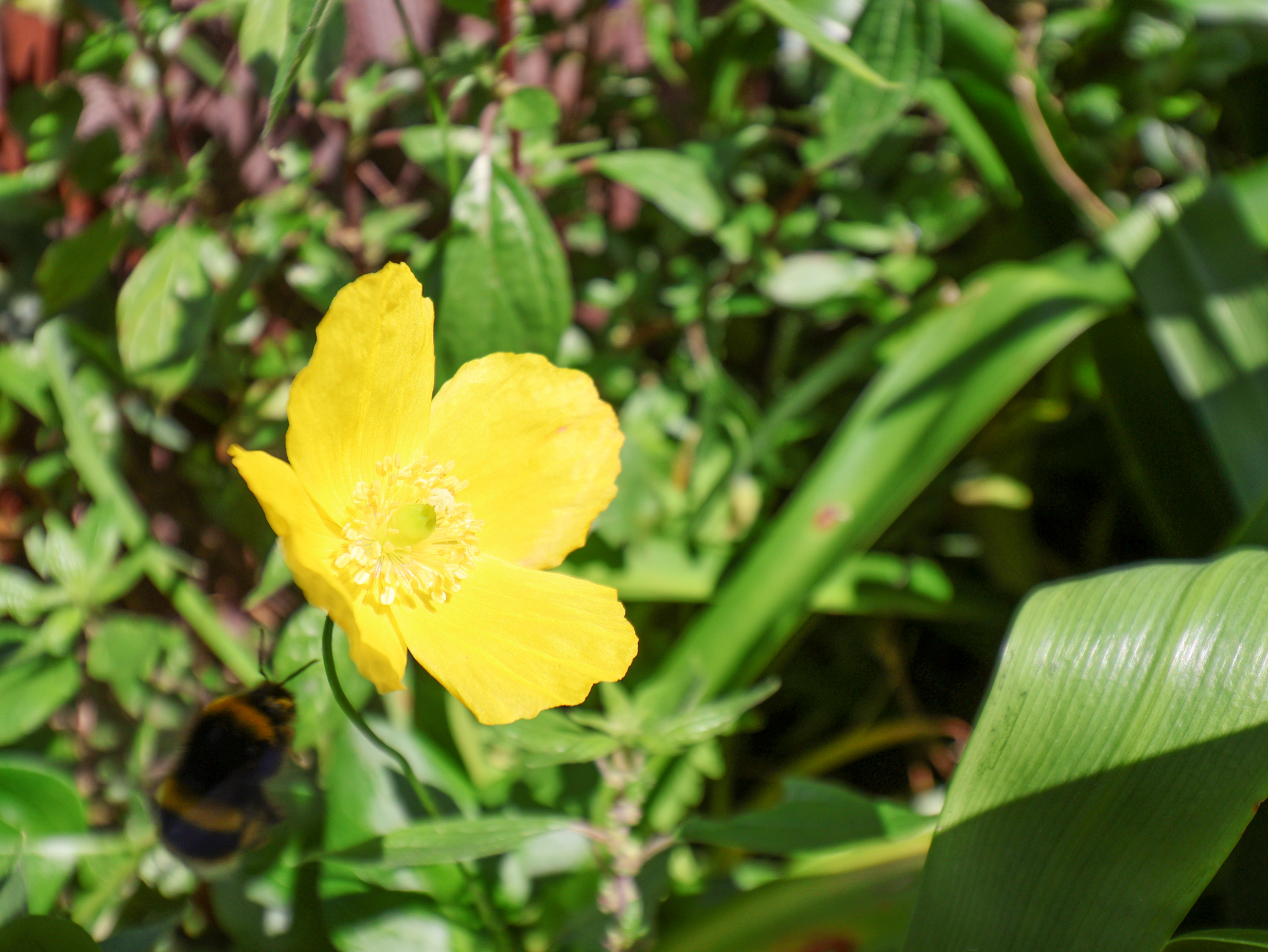 Property image 34 for SC1129113