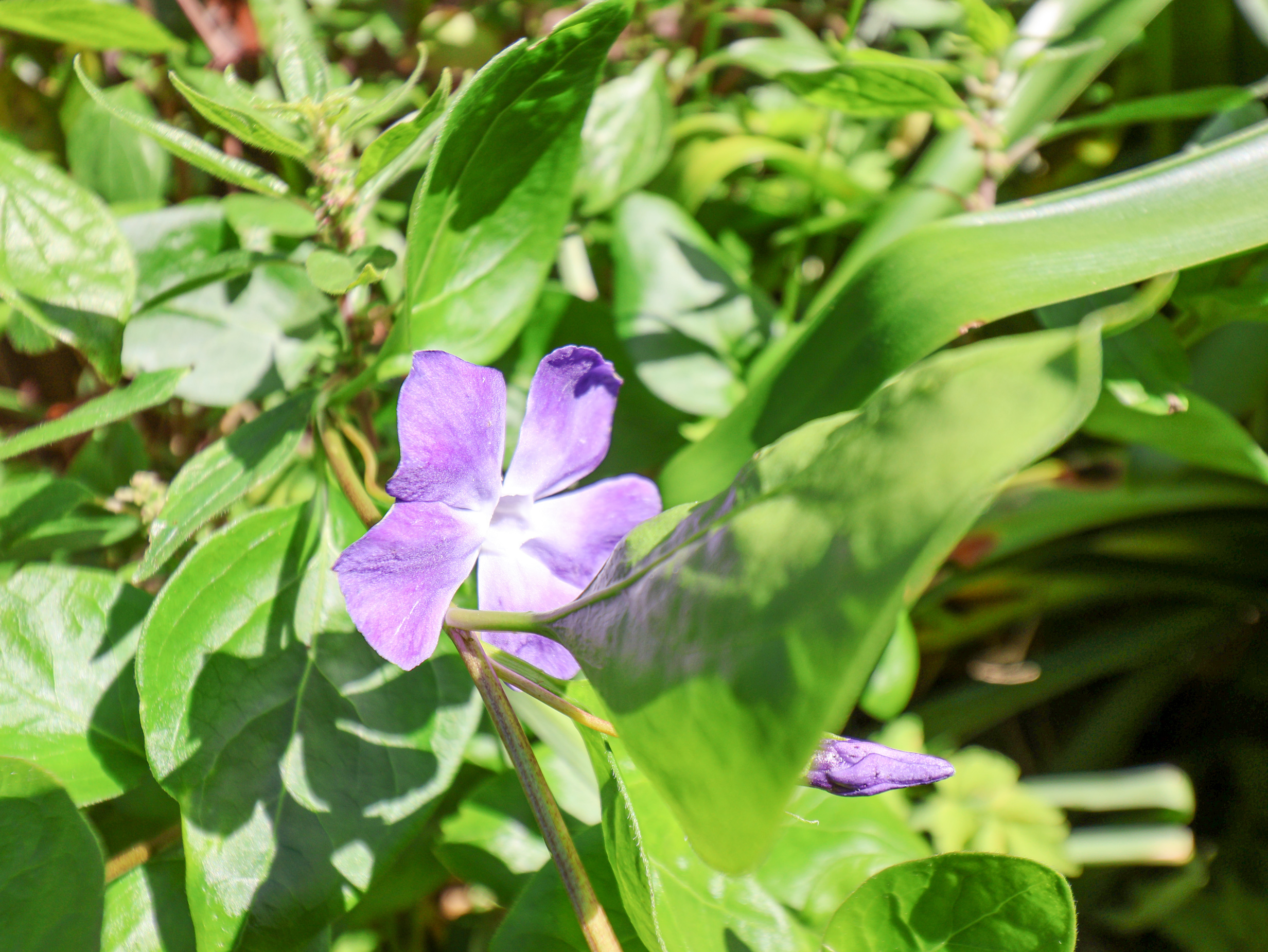 Property image 35 for SC1129113