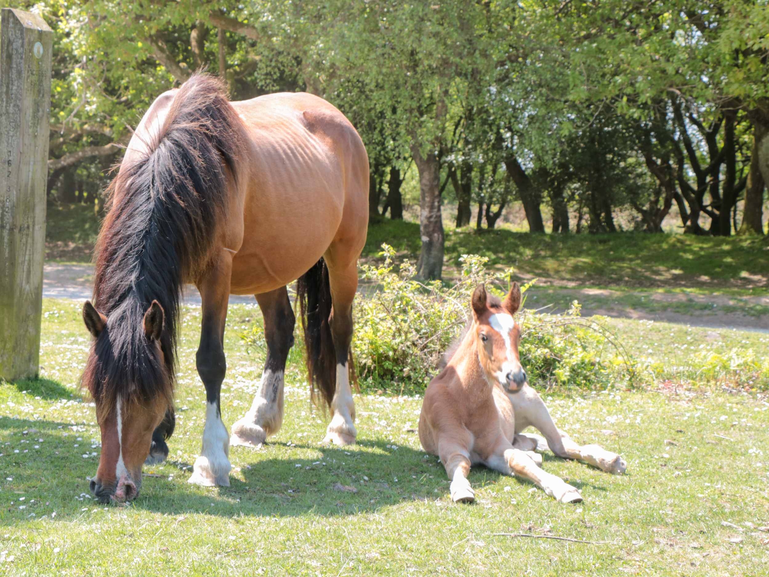 Property image 24 for SC1133447