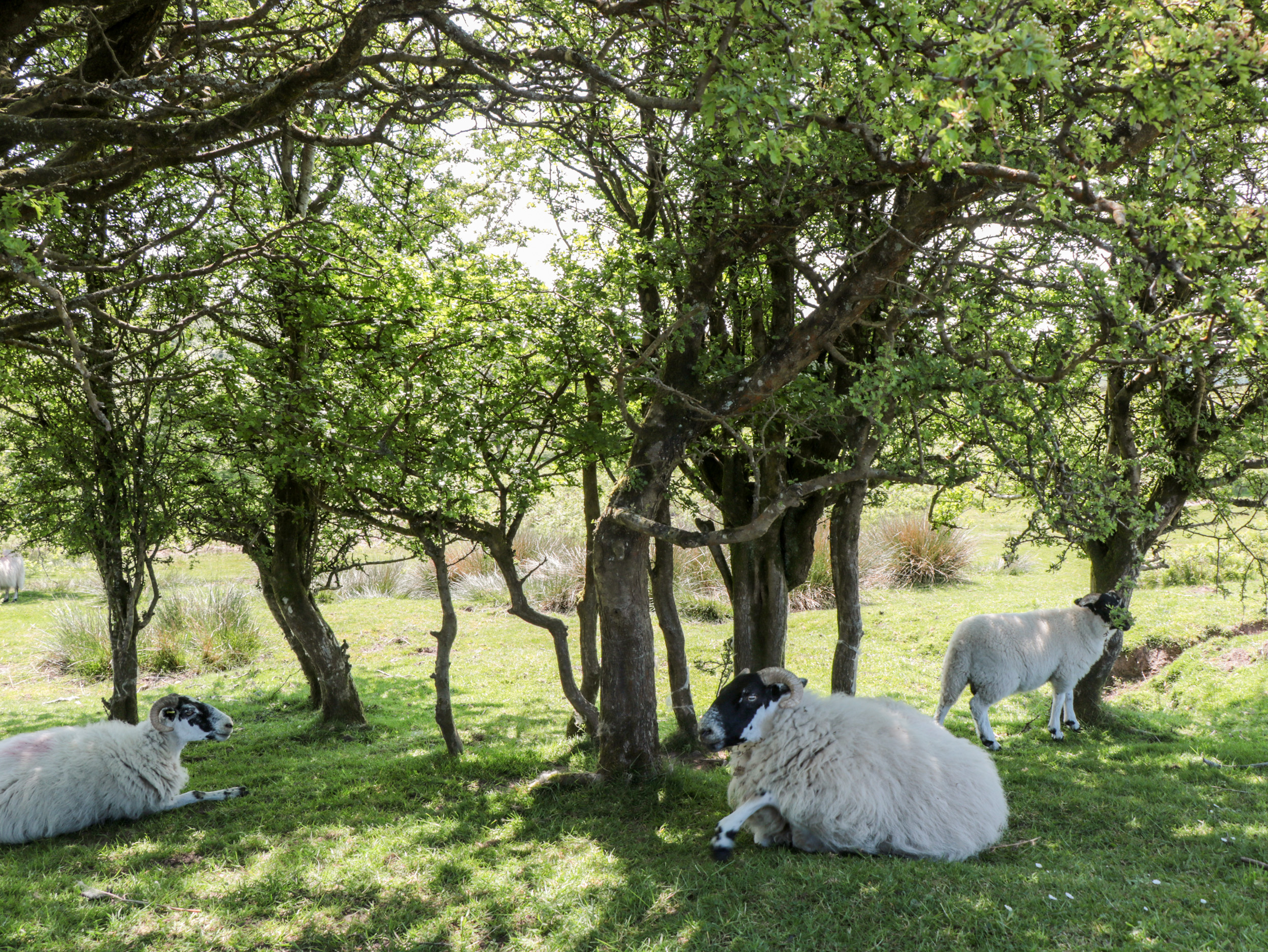 Property image 26 for SC1133447