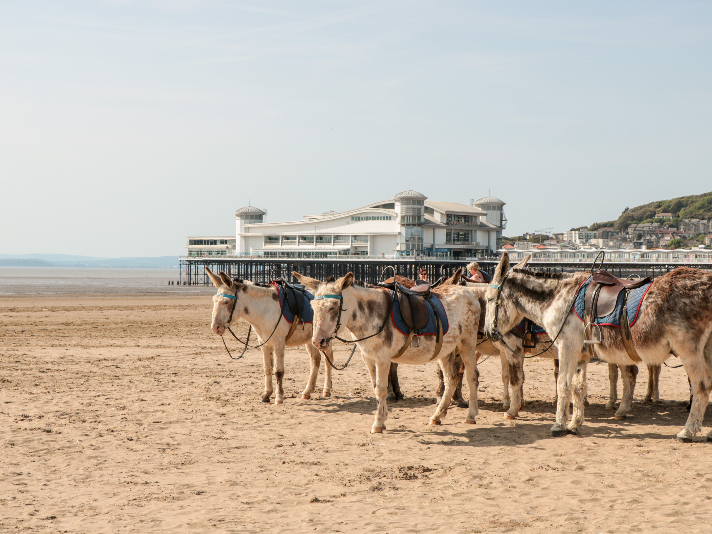 Property image 30 for SC1133447