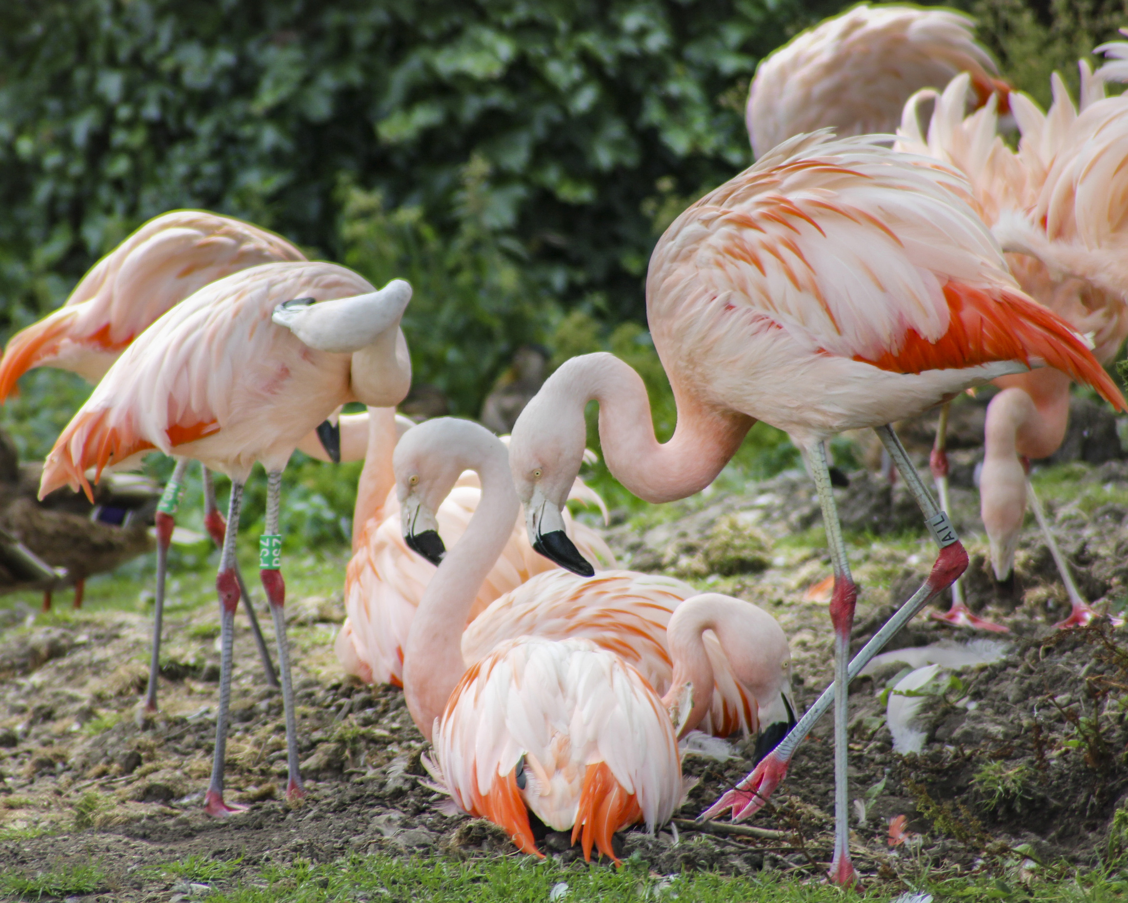 Property image 70 for SC1134345