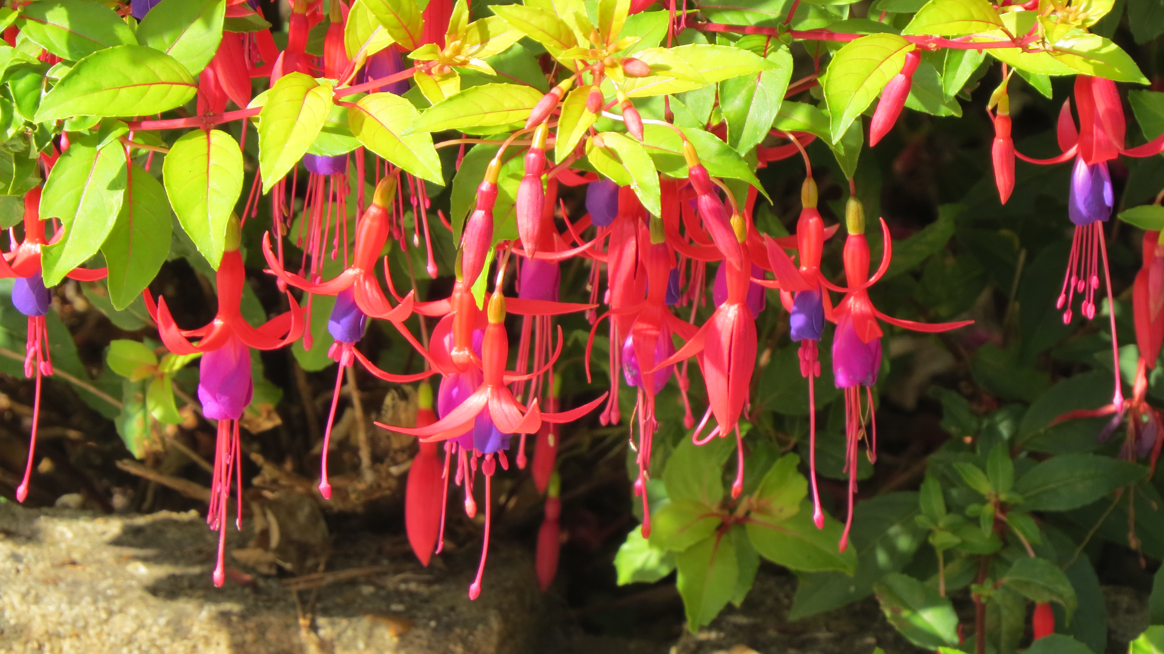 Property image 41 for SC1138573