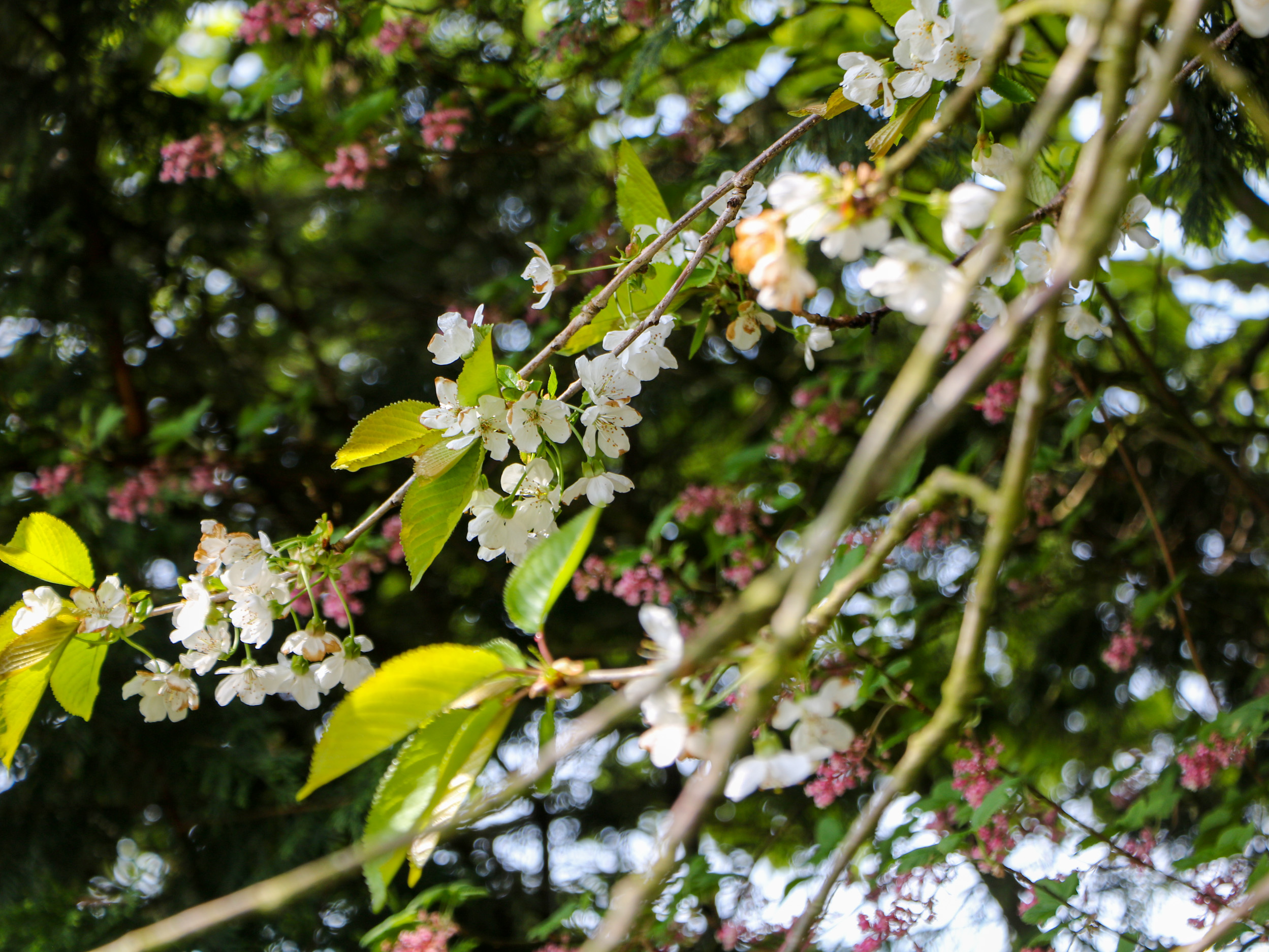 Property image 30 for SC1138723