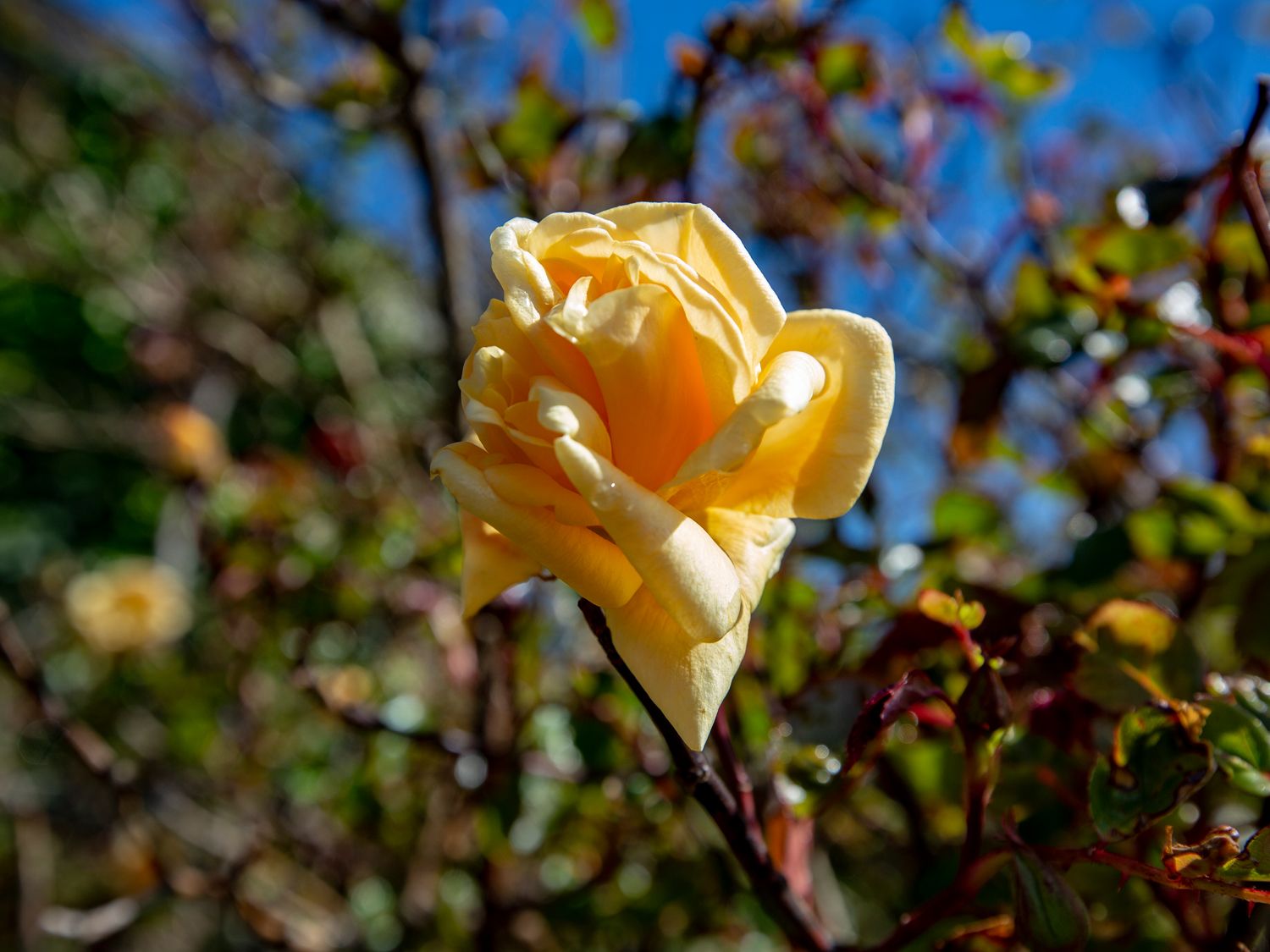 Property image 23 for SC1139259