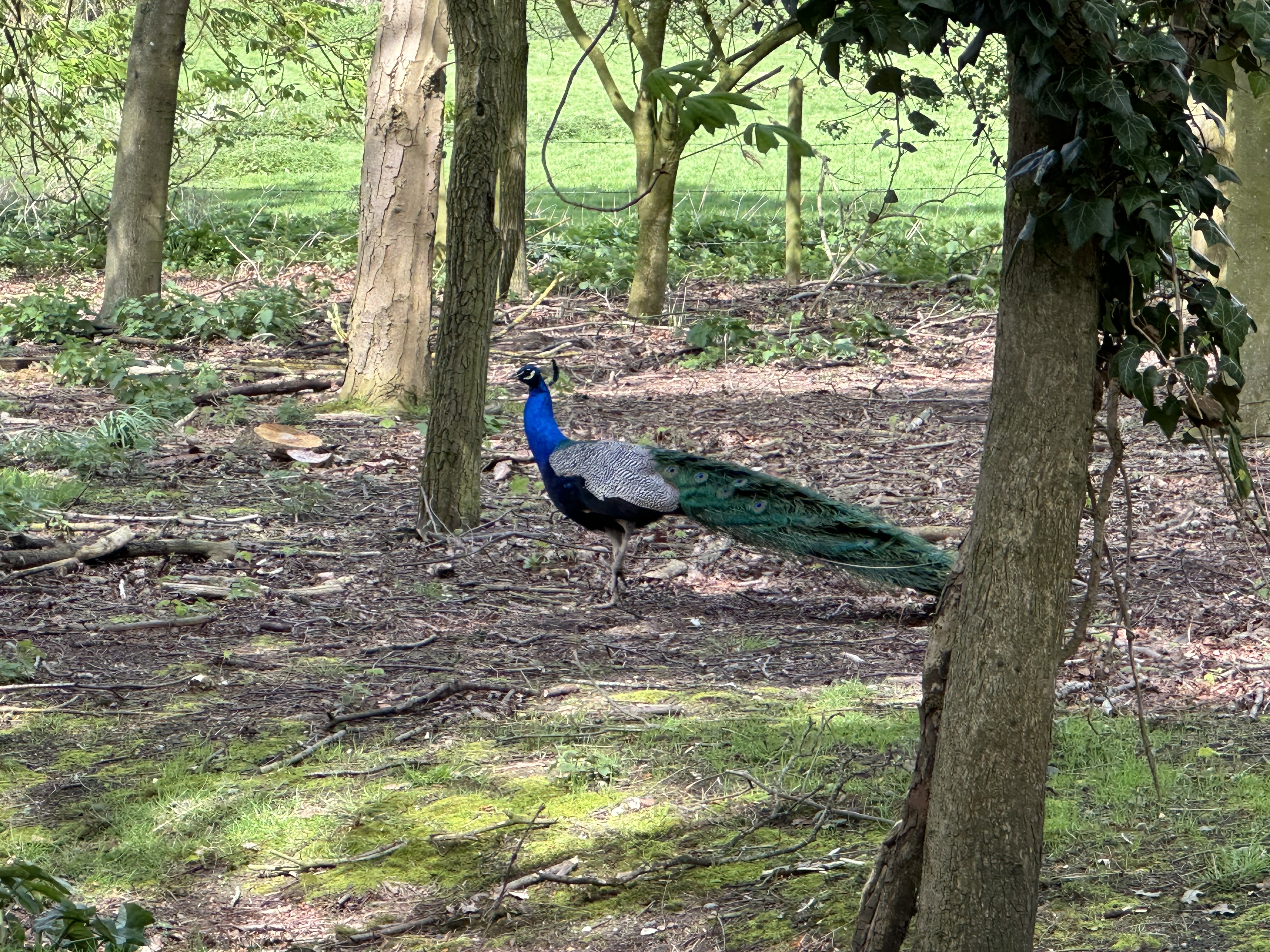 Property image 25 for SC1143638