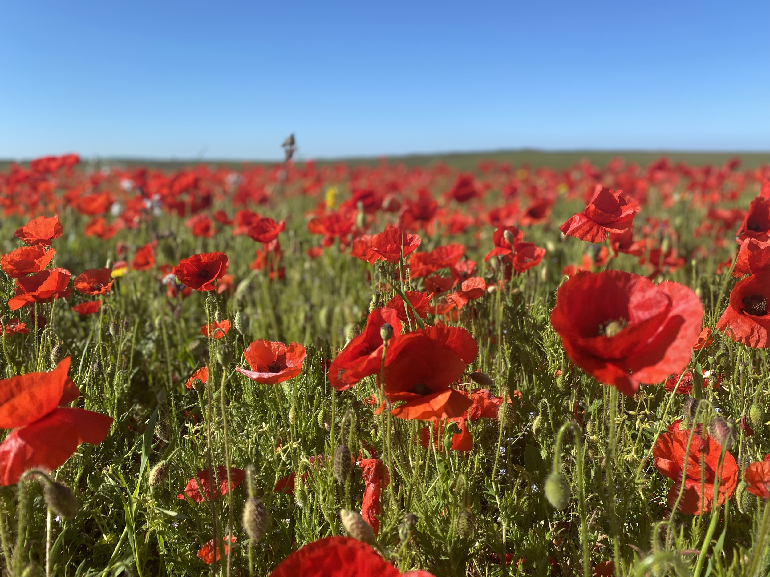 Property image 35 for SC1145869