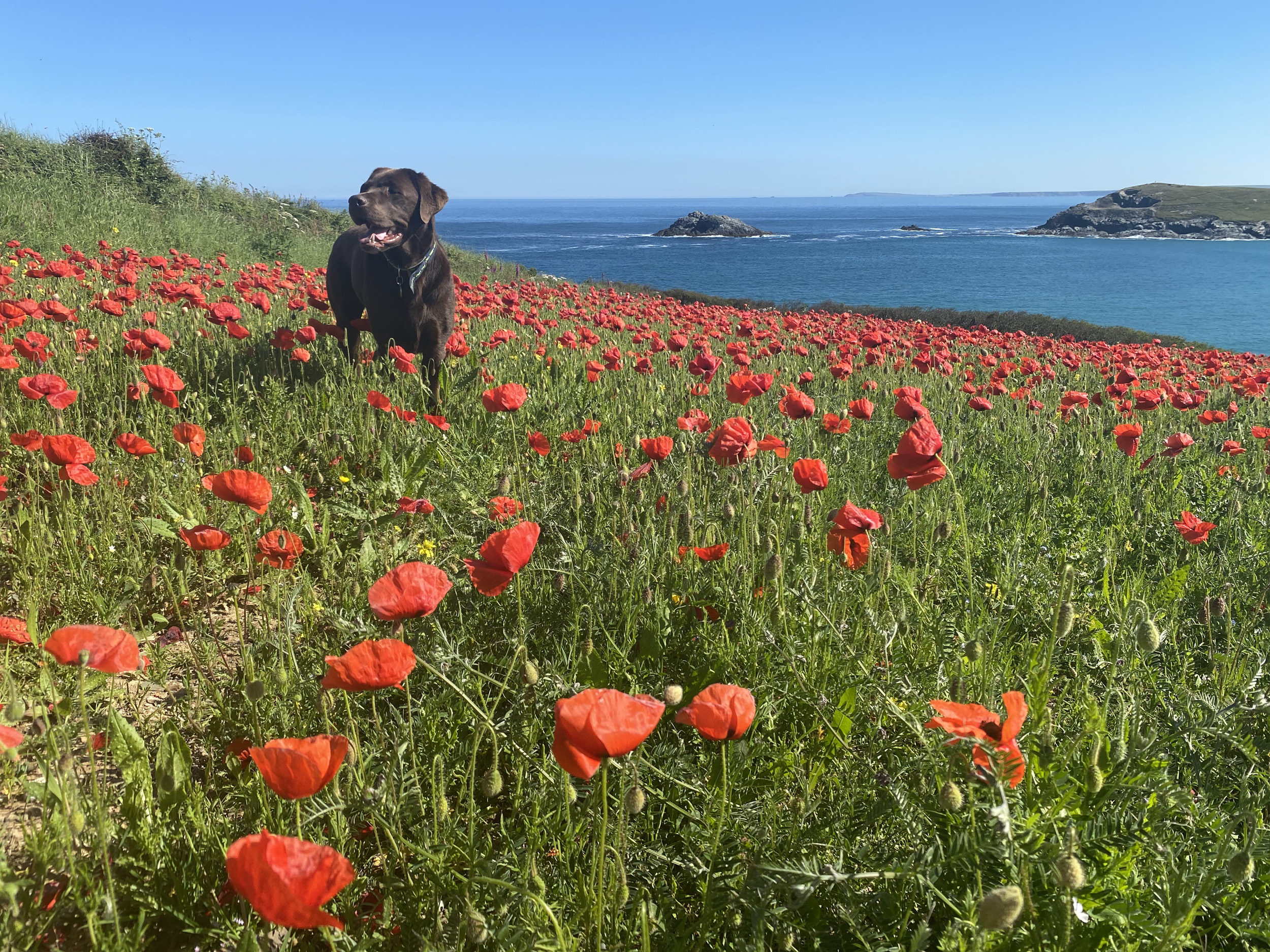 Property image 36 for SC1145869