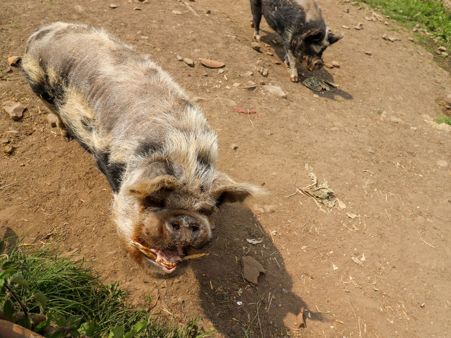 Property image 17 for SC1147339