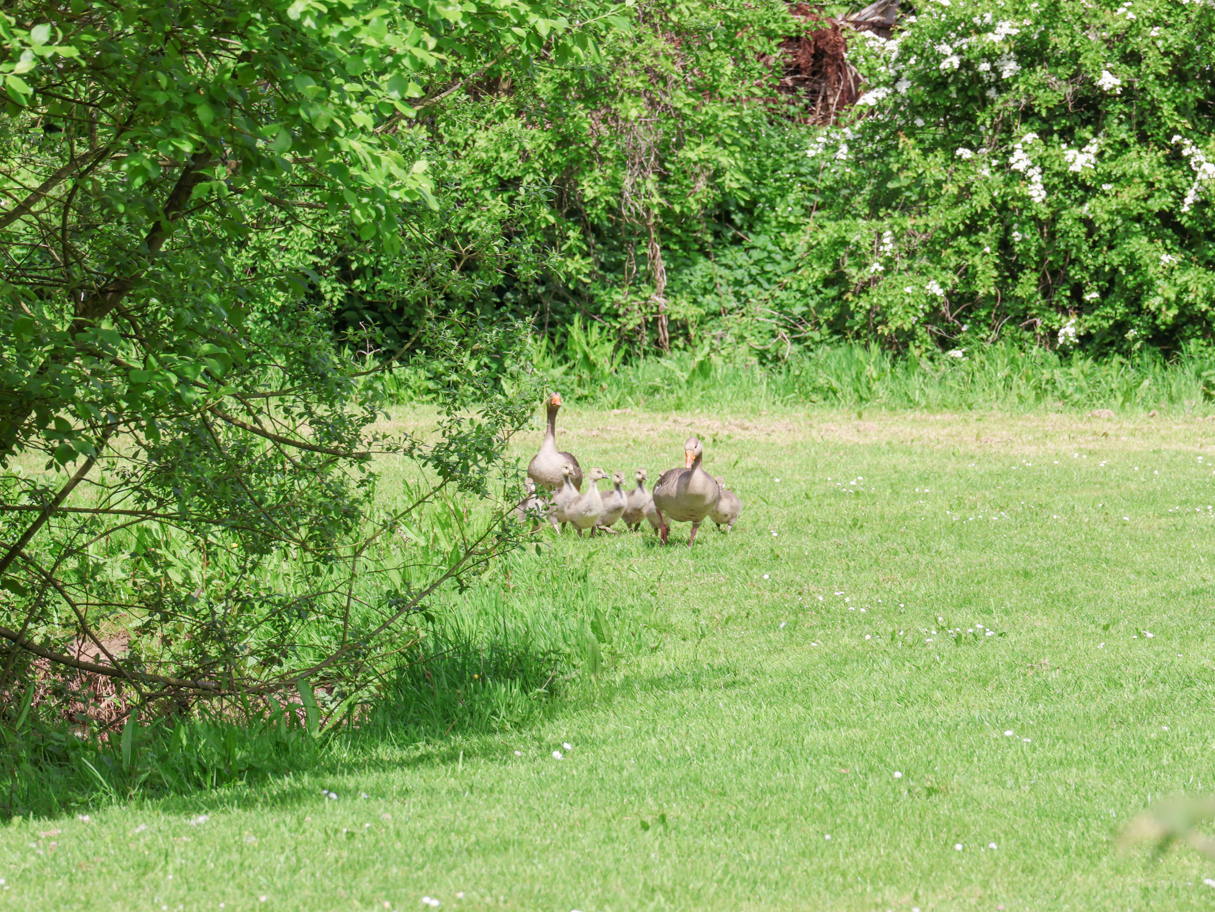 Property image 26 for SC1153117