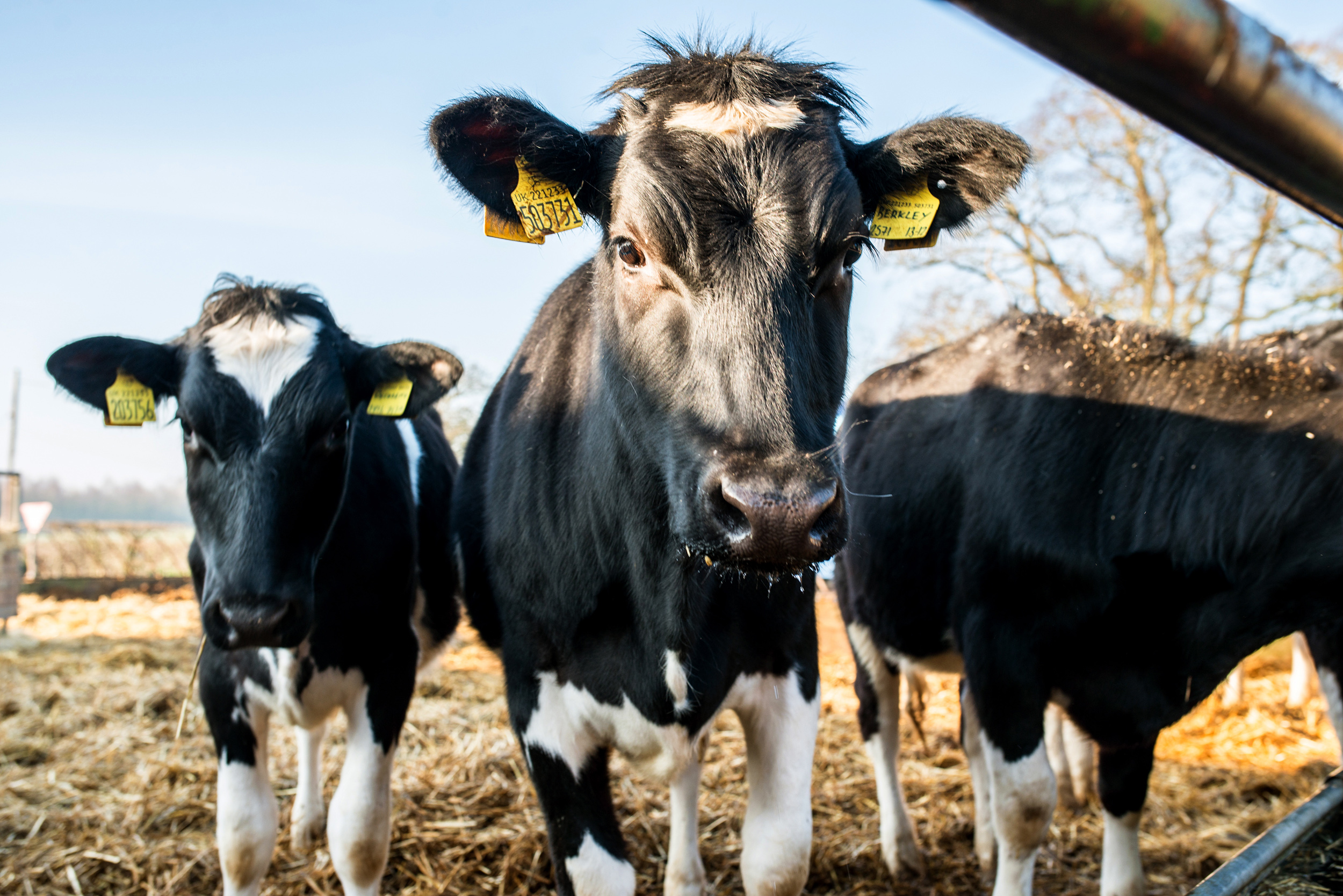 Property image 38 for SC1154125