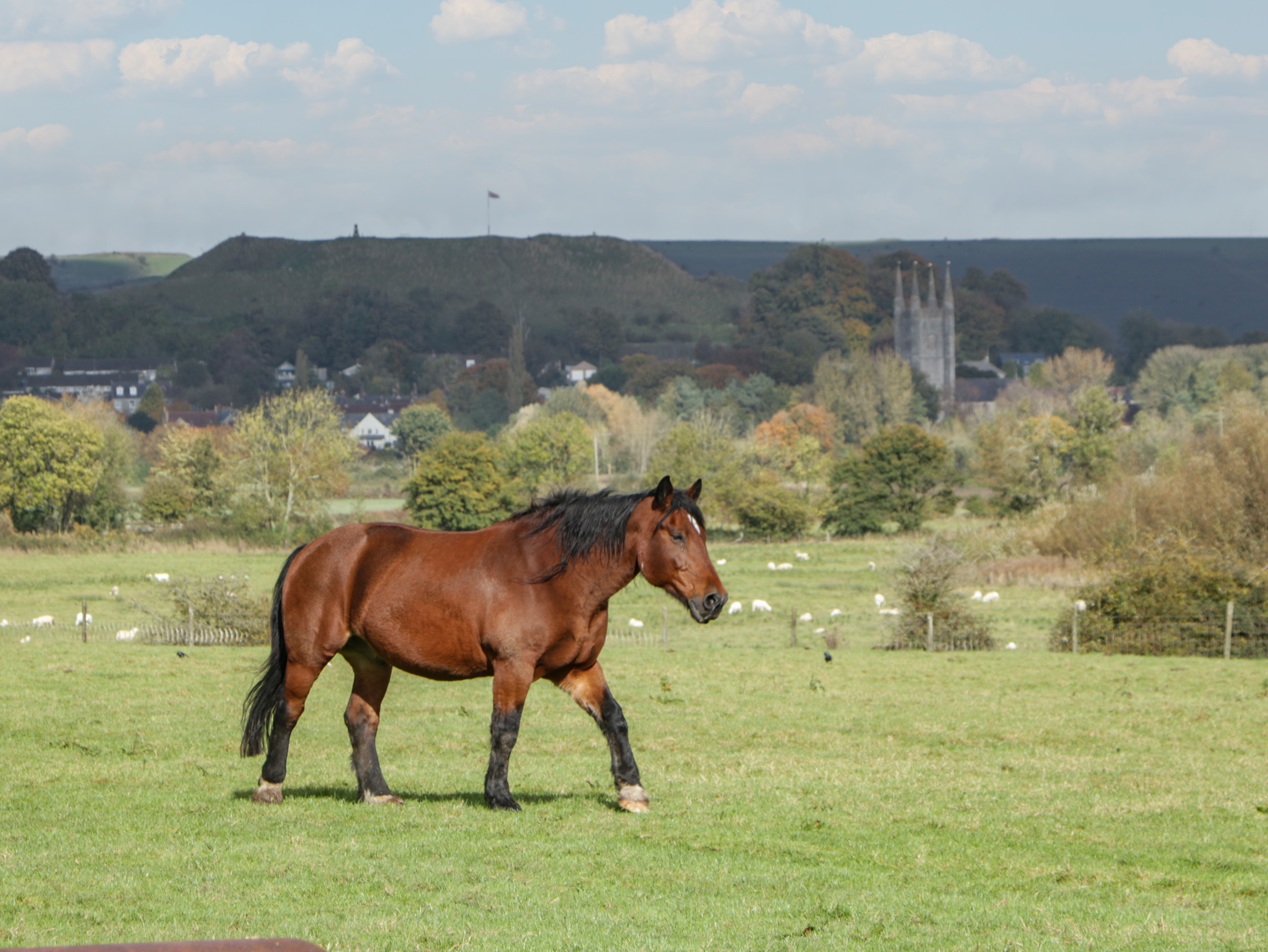 Property image 29 for SC1156938