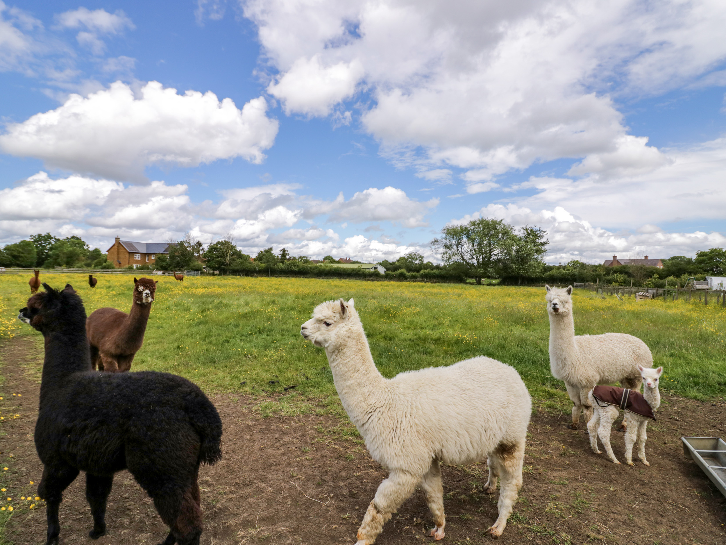 Property image 30 for SC1159024