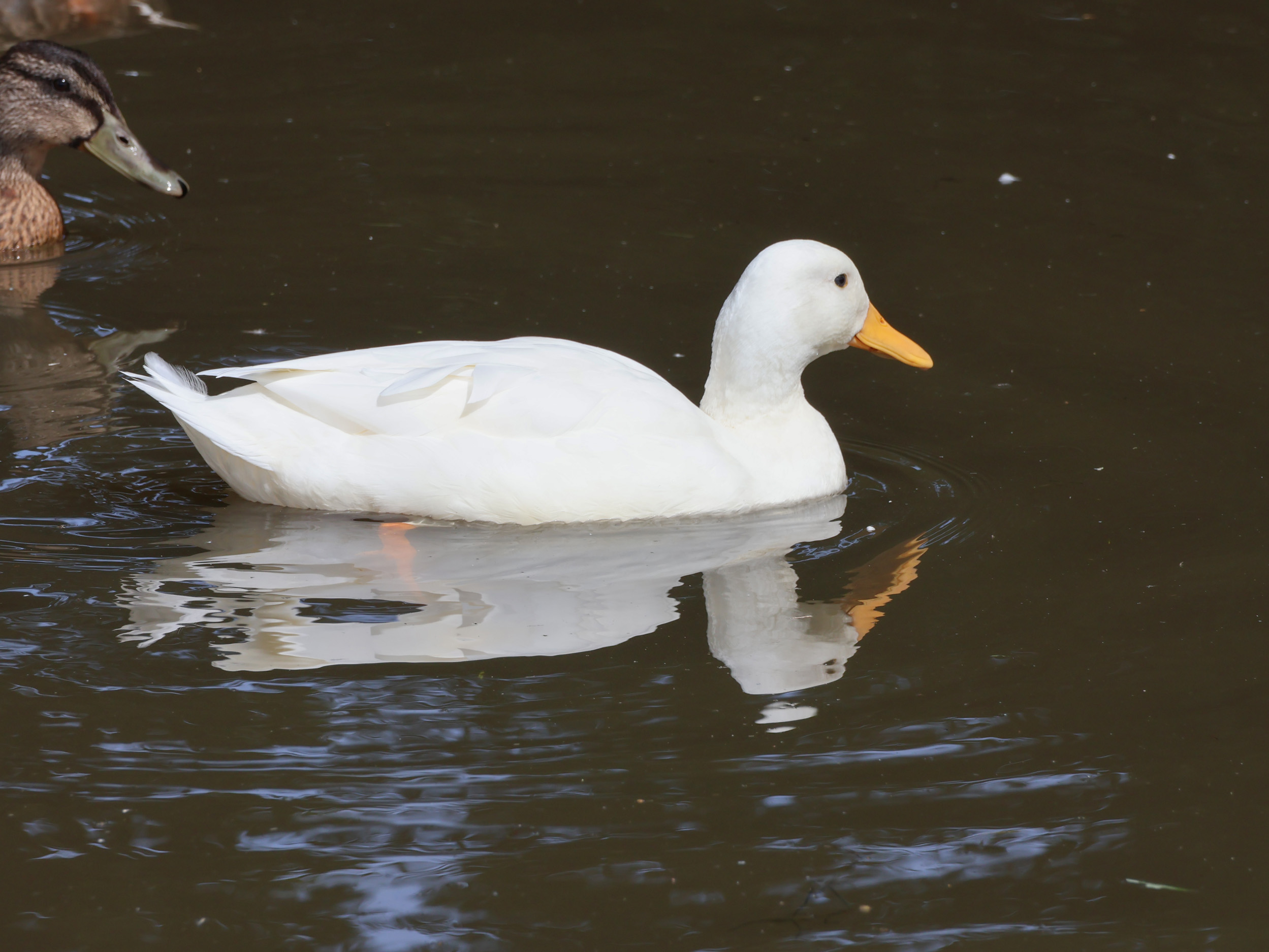 Property image 20 for SC1160511