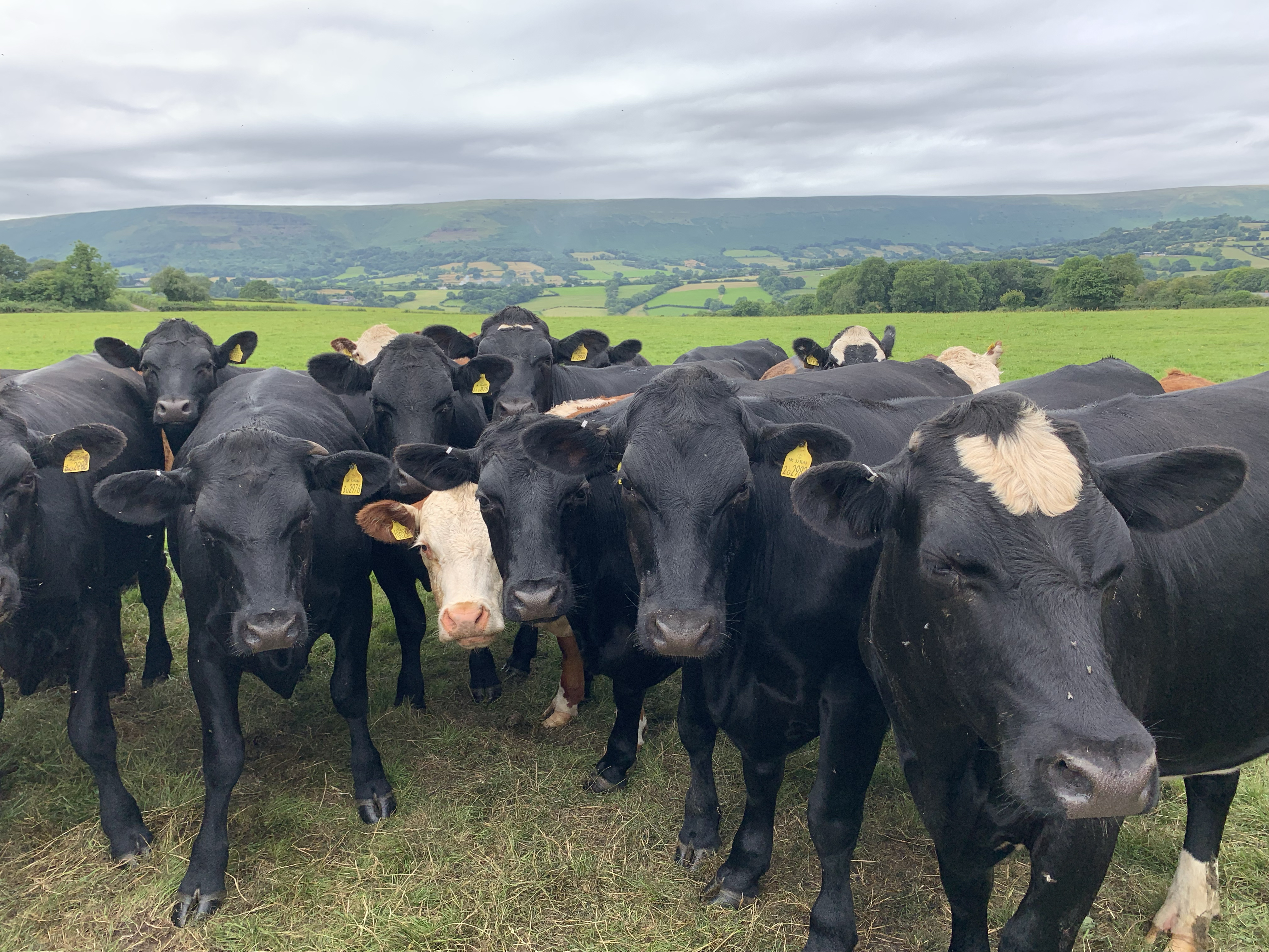 Property image 39 for SC1160649