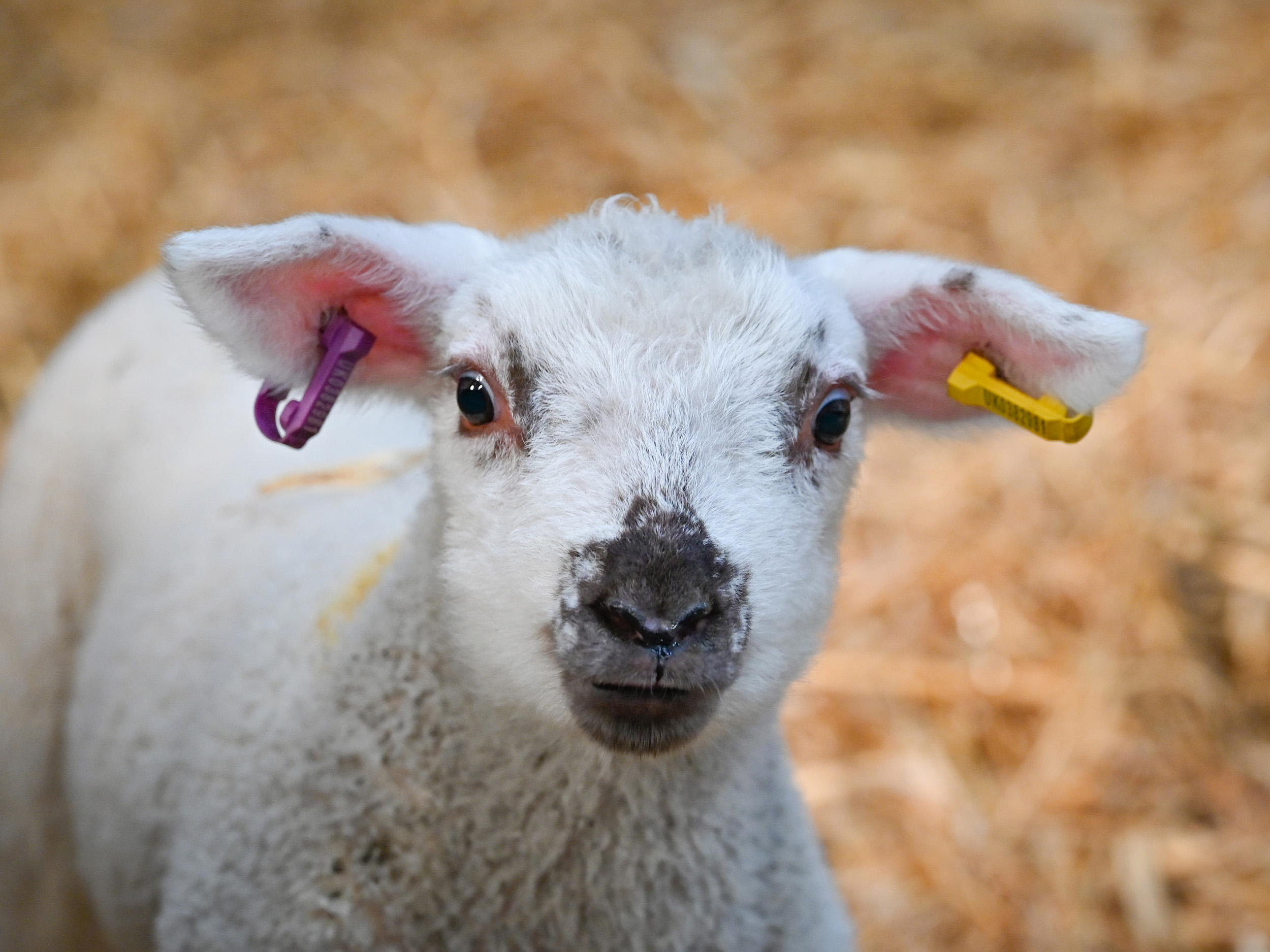 Property image 27 for SC1160981