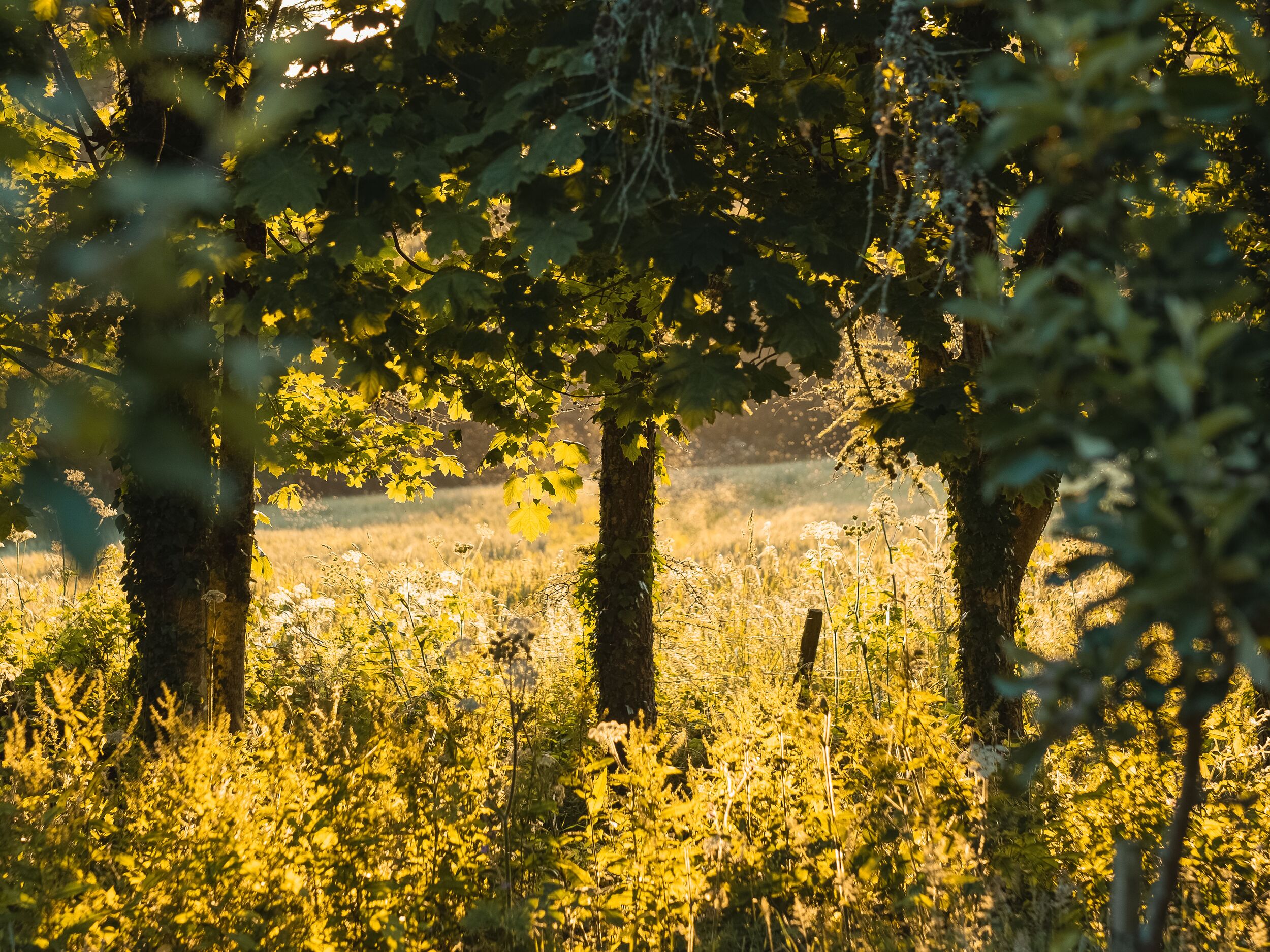 Property image 12 for SC1161788