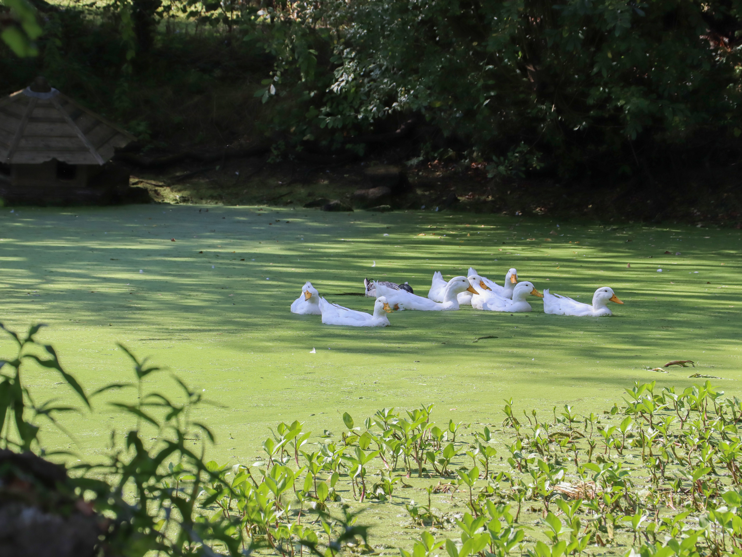 Property image 24 for SC1162125