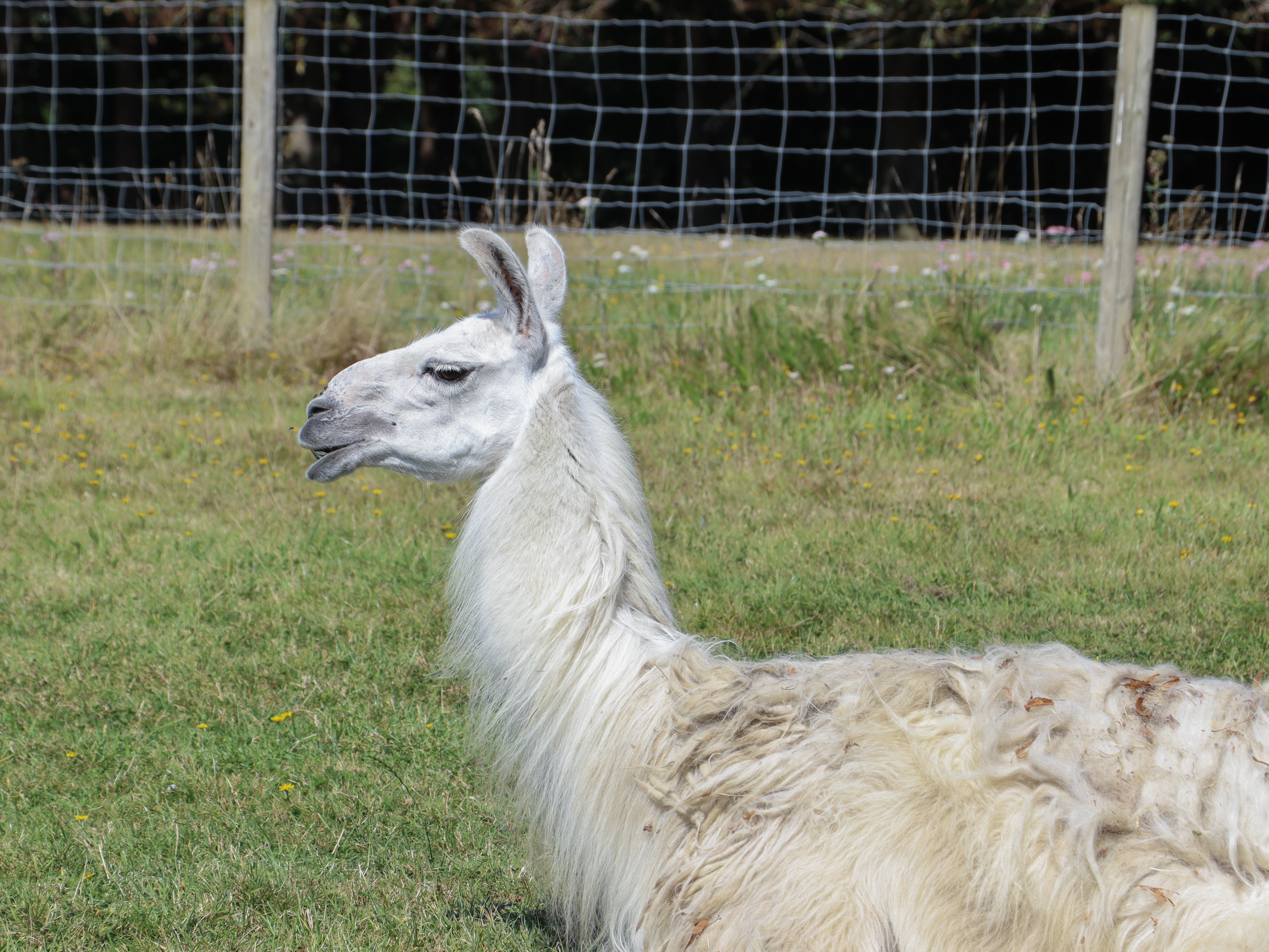 Property image 27 for SC1162125