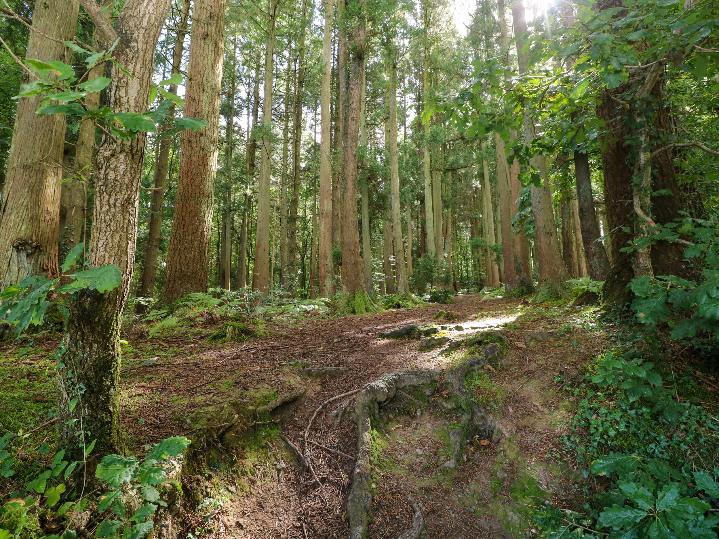 Property image 58 for SC1162230