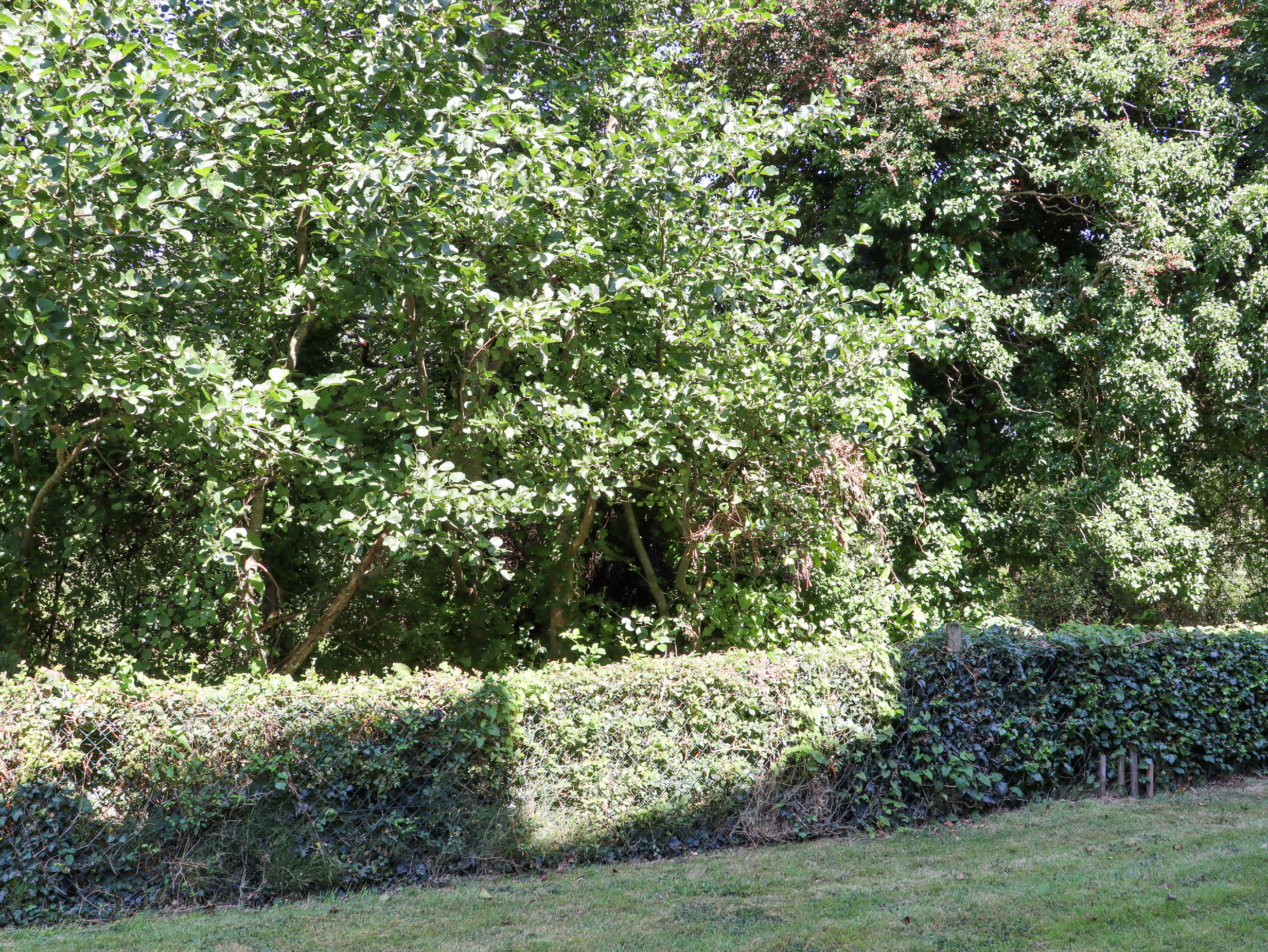 Property image 16 for SC1162511