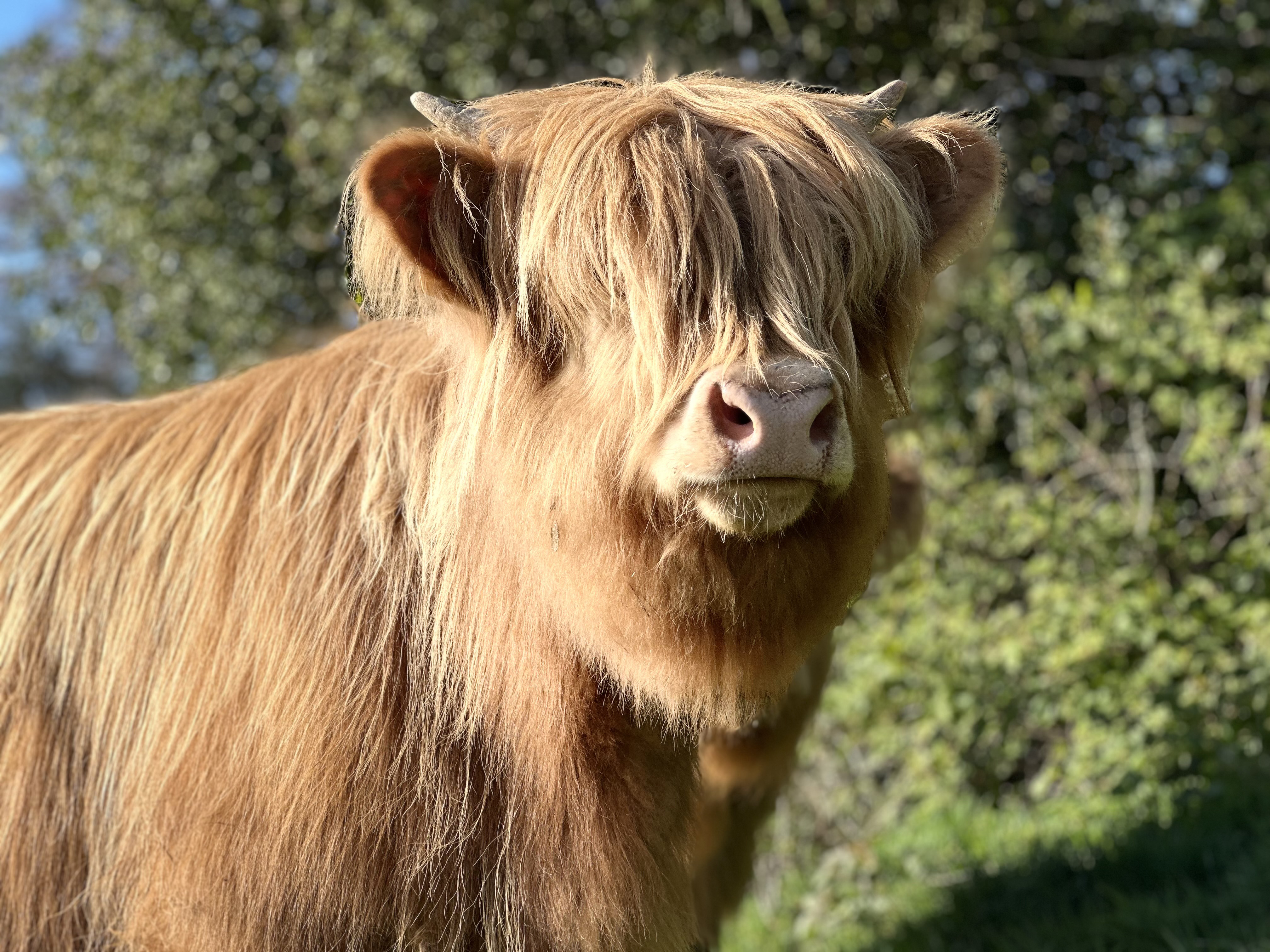 Property image 63 for SC1164378