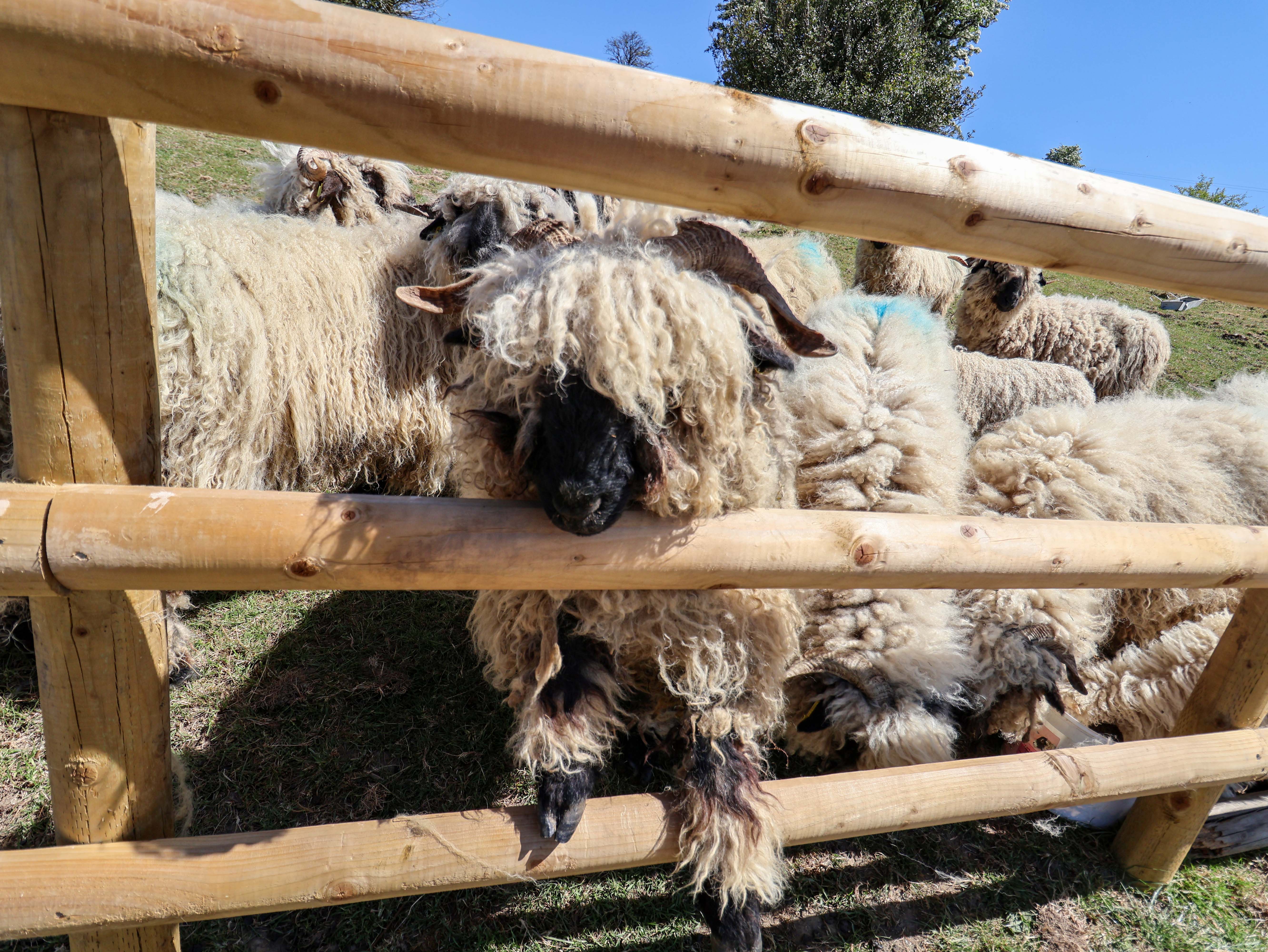 Property image 79 for SC1164383