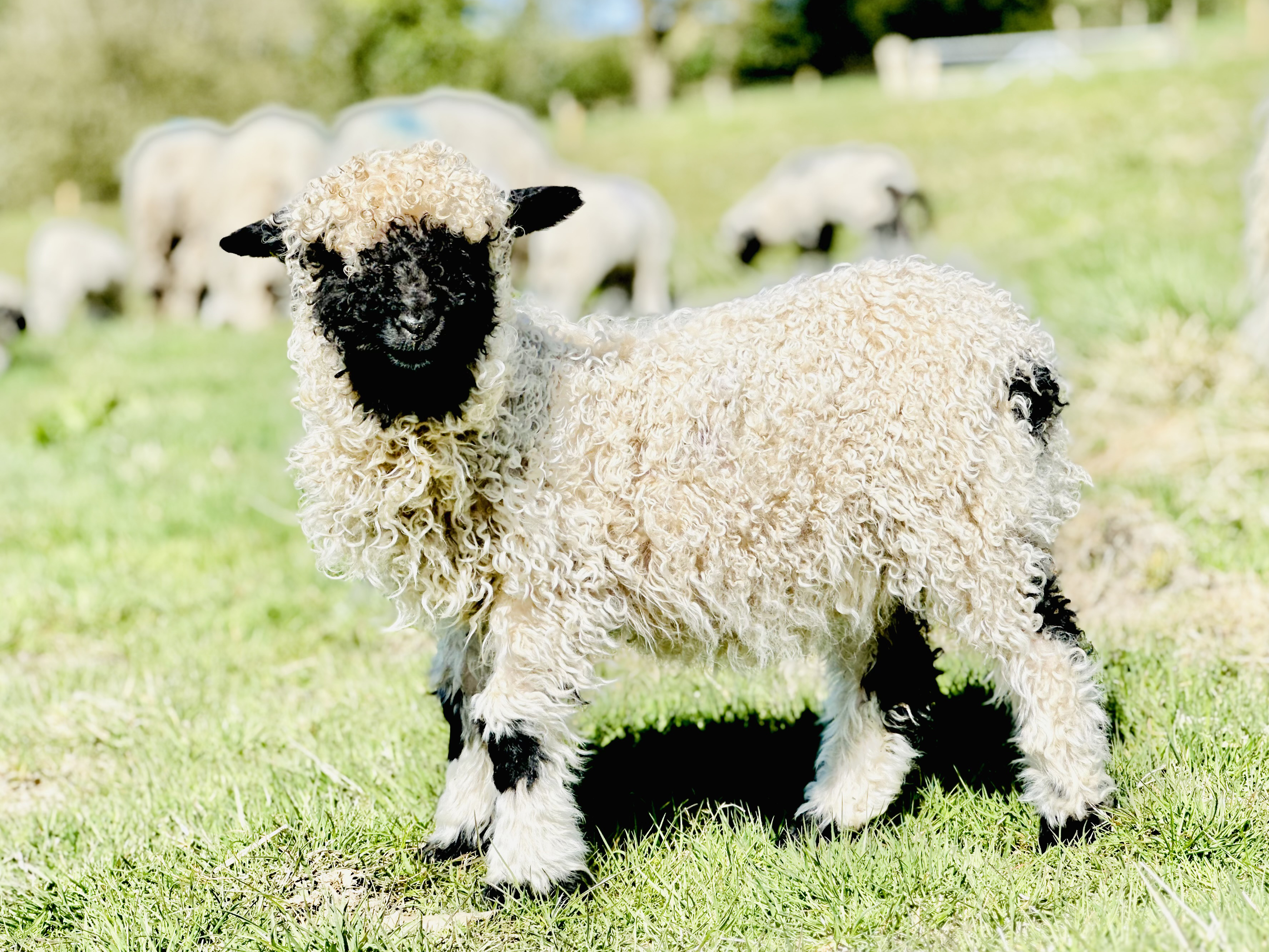 Property image 82 for SC1164383