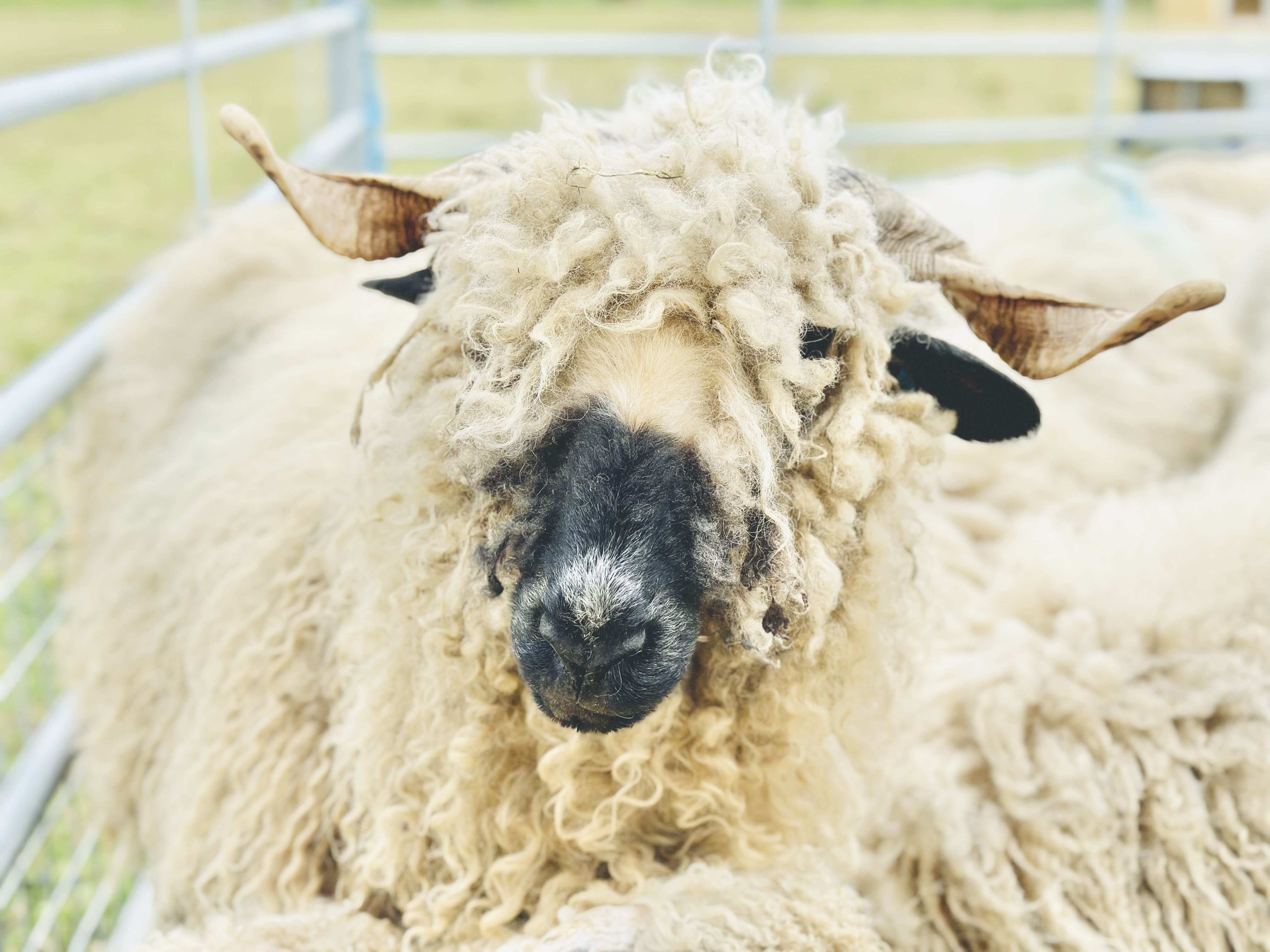 Property image 84 for SC1164383