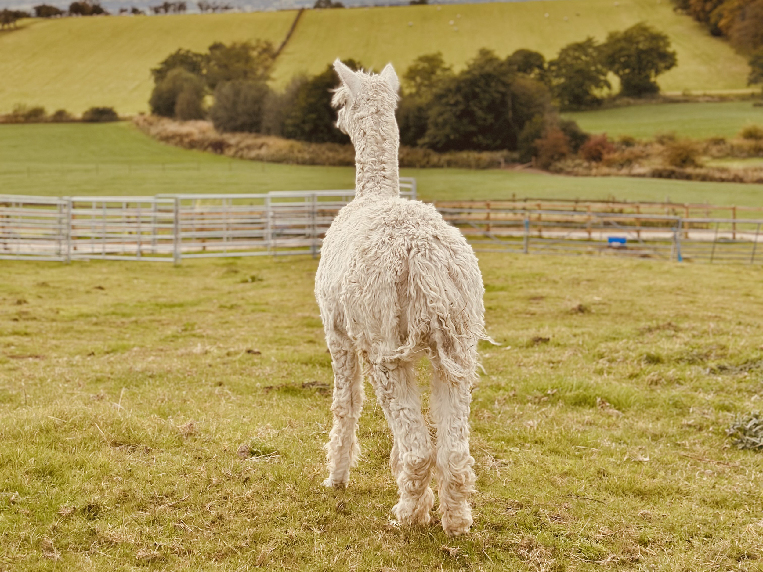 Property image 77 for SC1164383