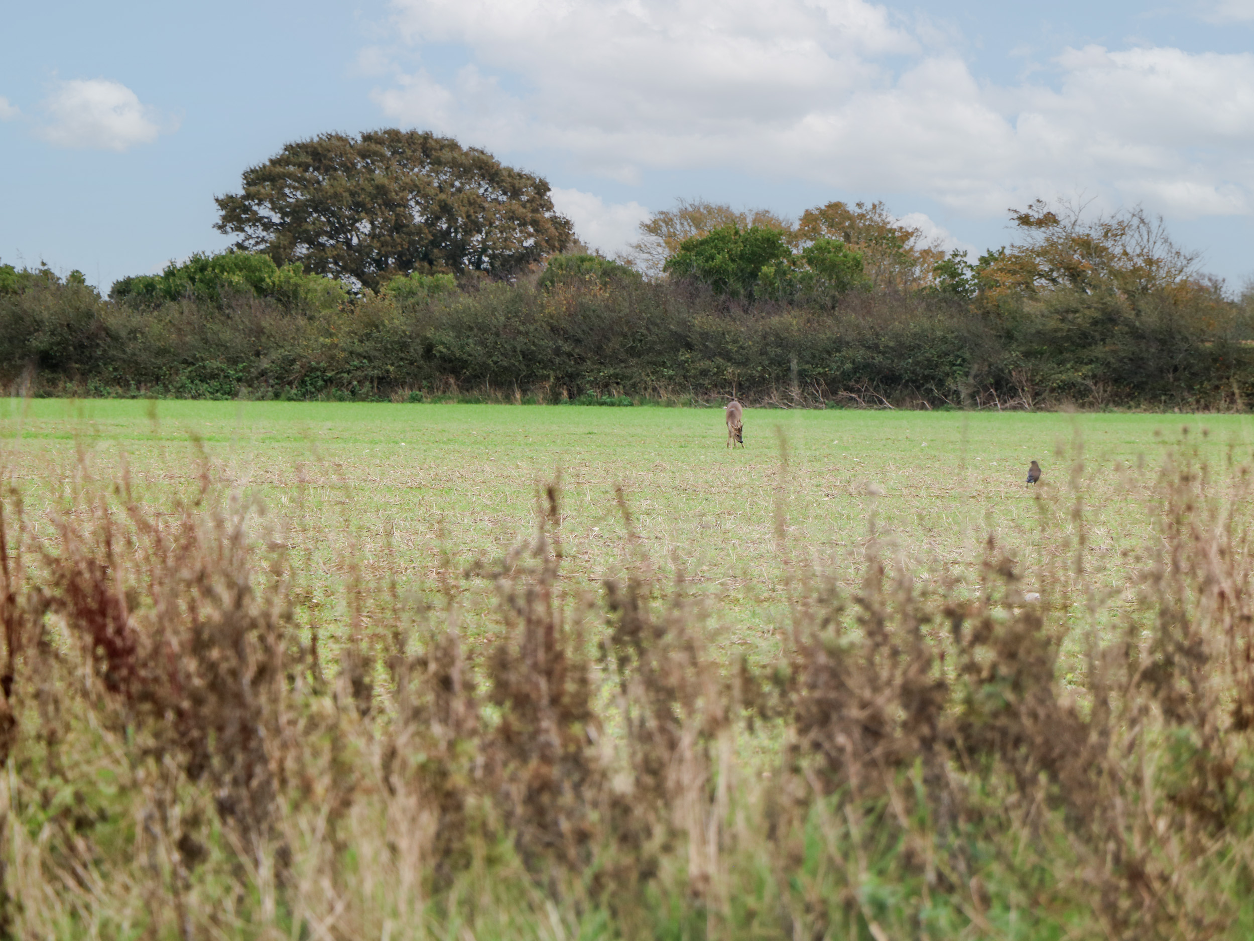 Property image 20 for SC1165733