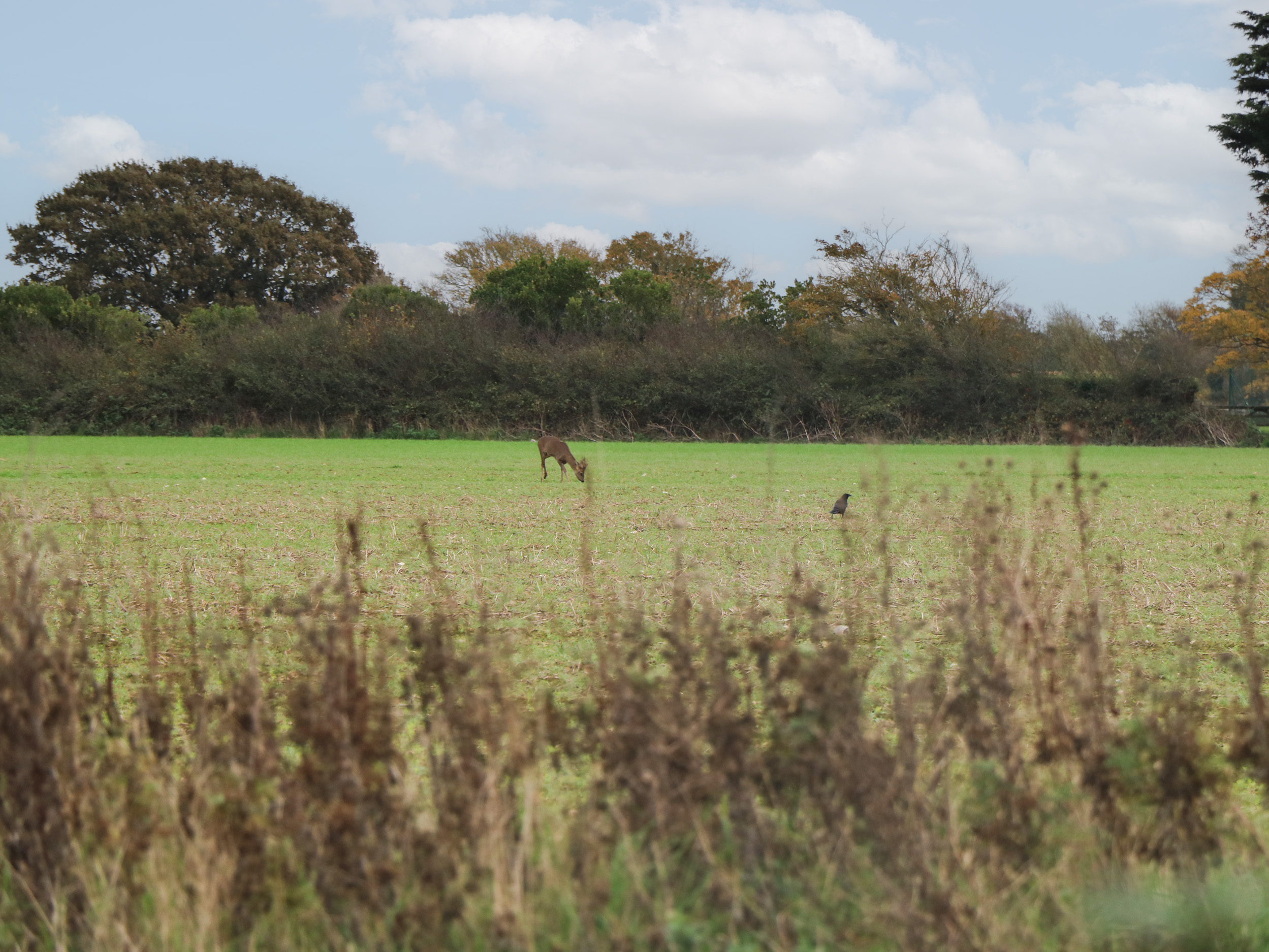 Property image 21 for SC1165733