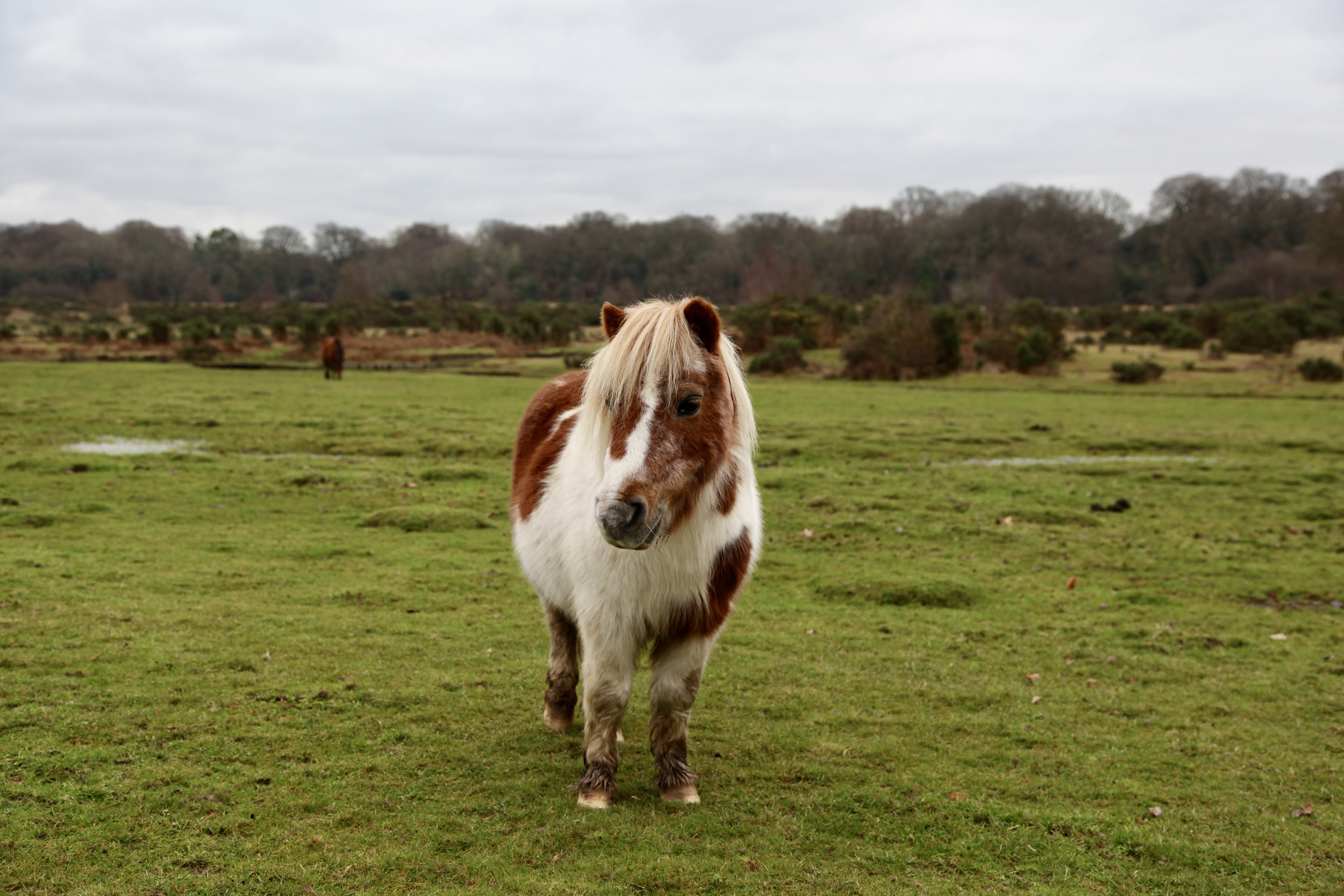 Property image 4 for SC1166063