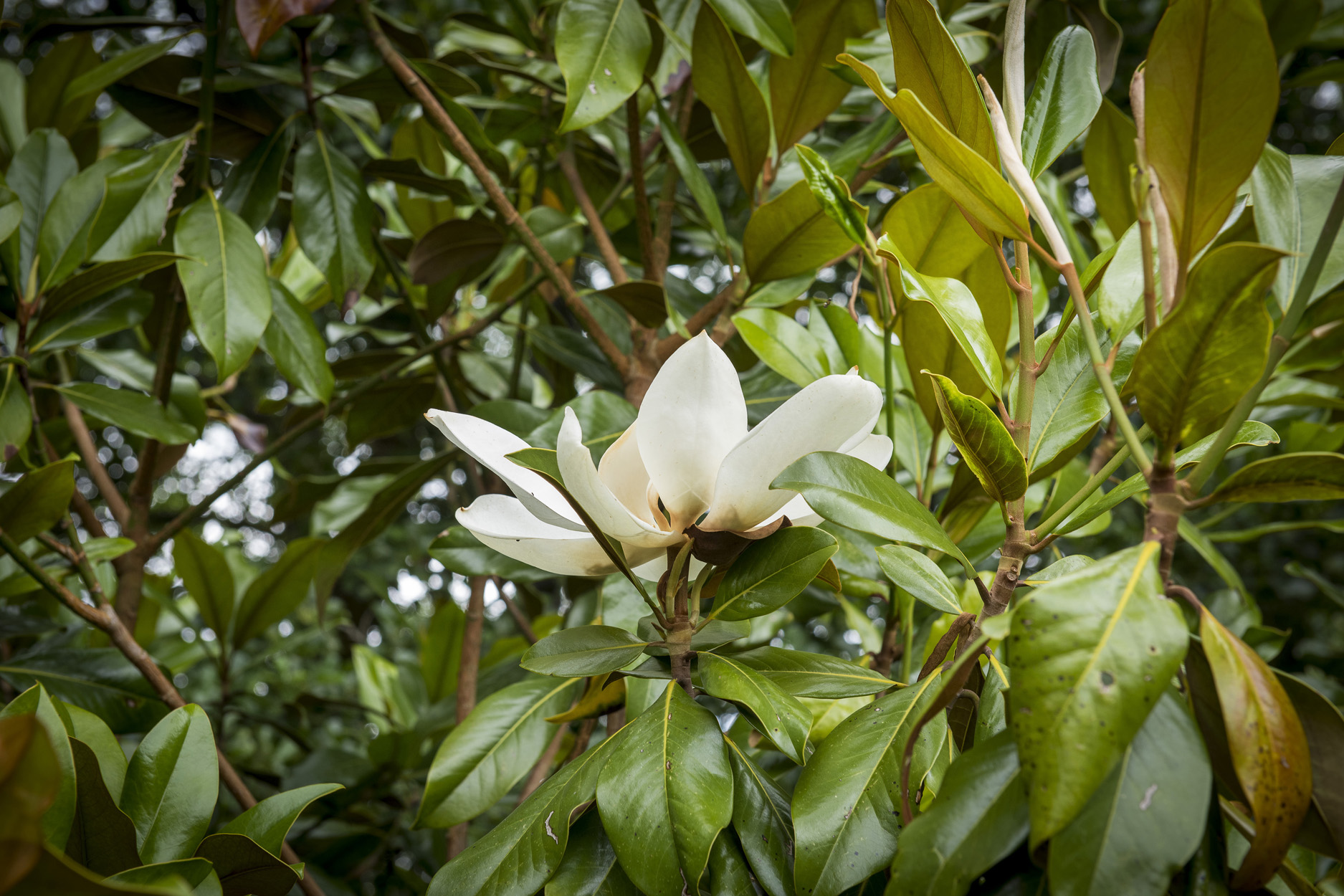 Property image 30 for SC1167587