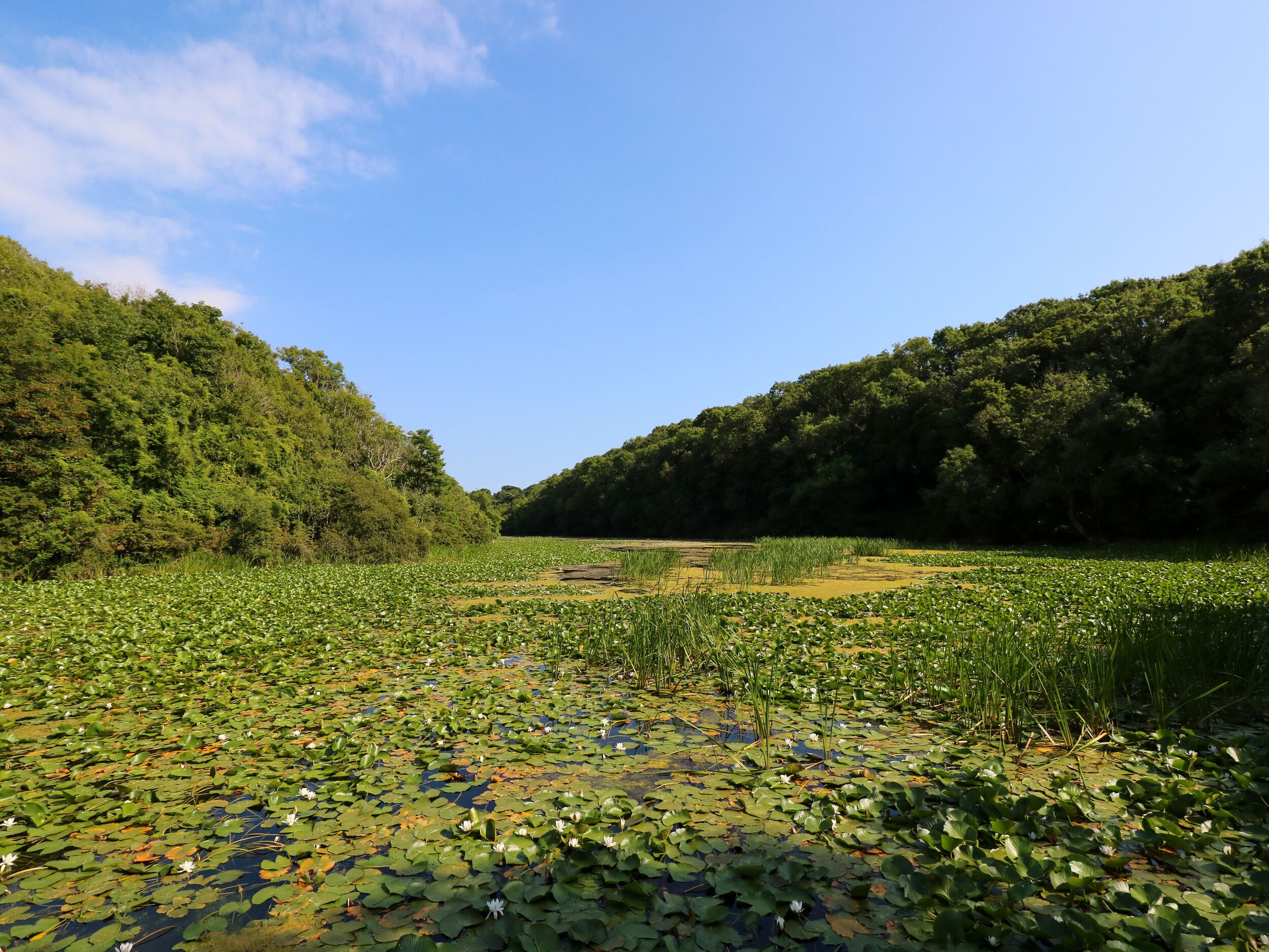 Property image 41 for SC1168232