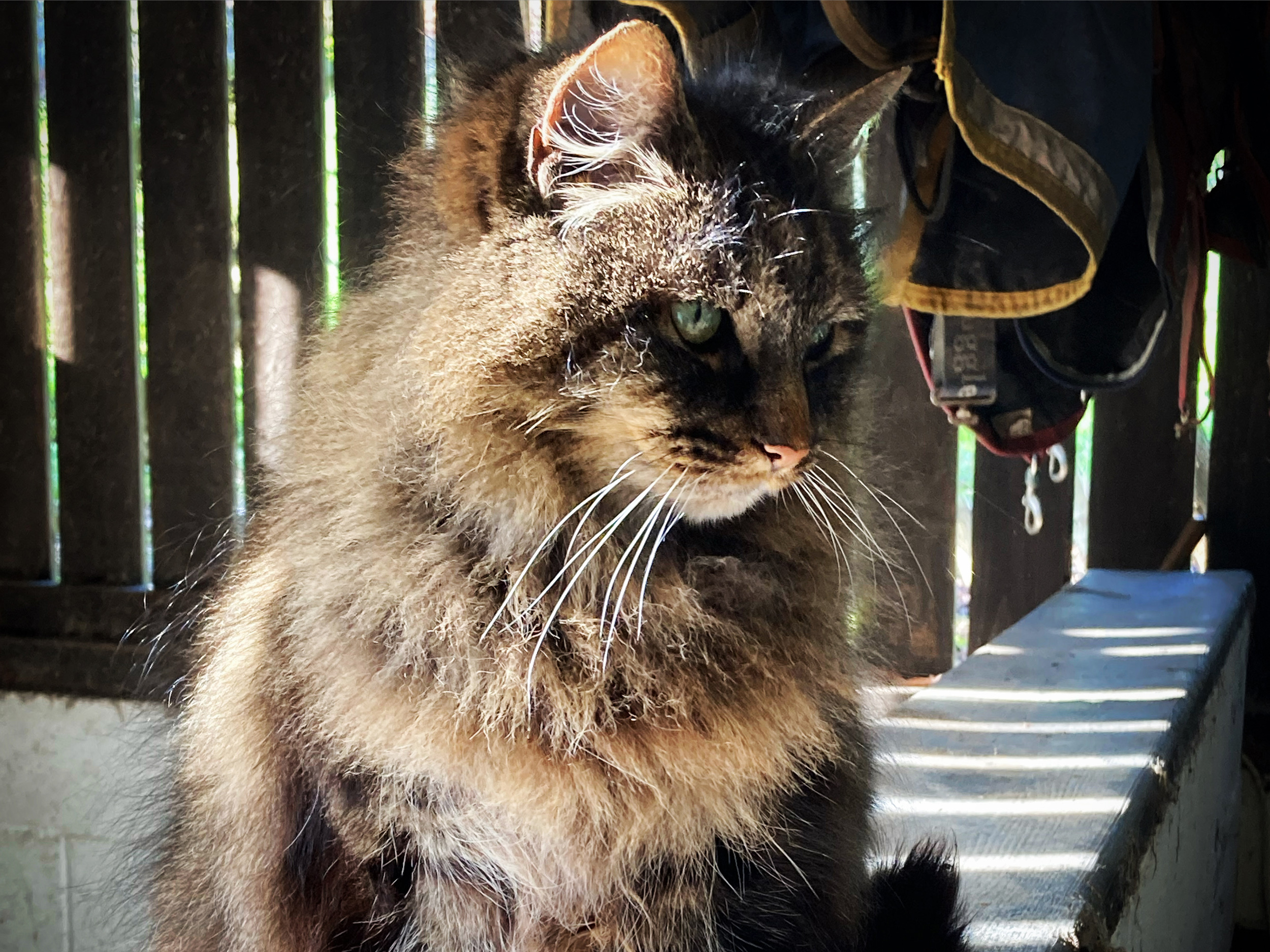 Property image 57 for SC1169994