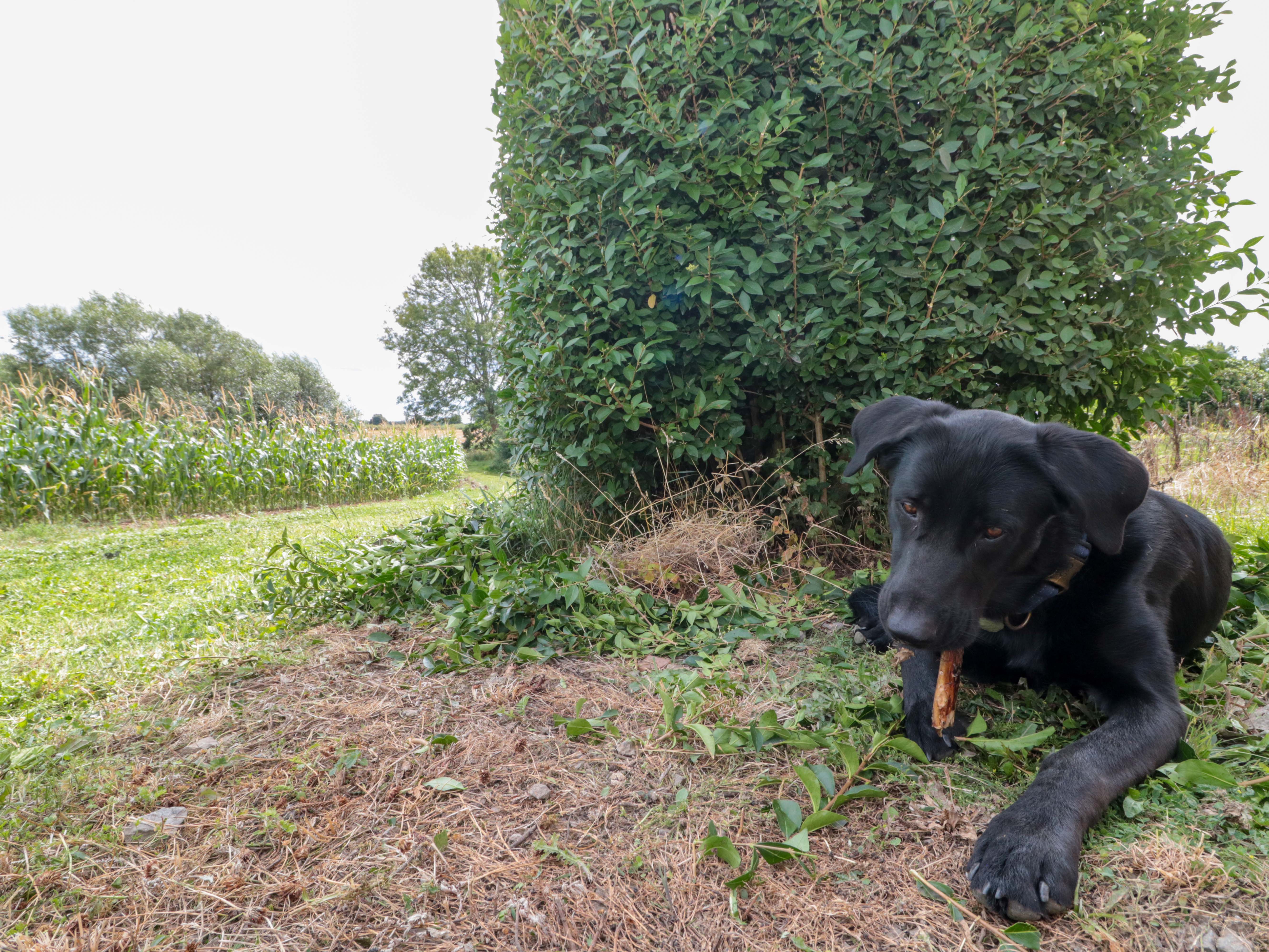 Property image 26 for SC1171345