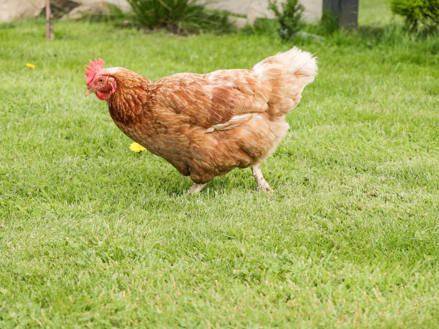 Property image 22 for SC1171654