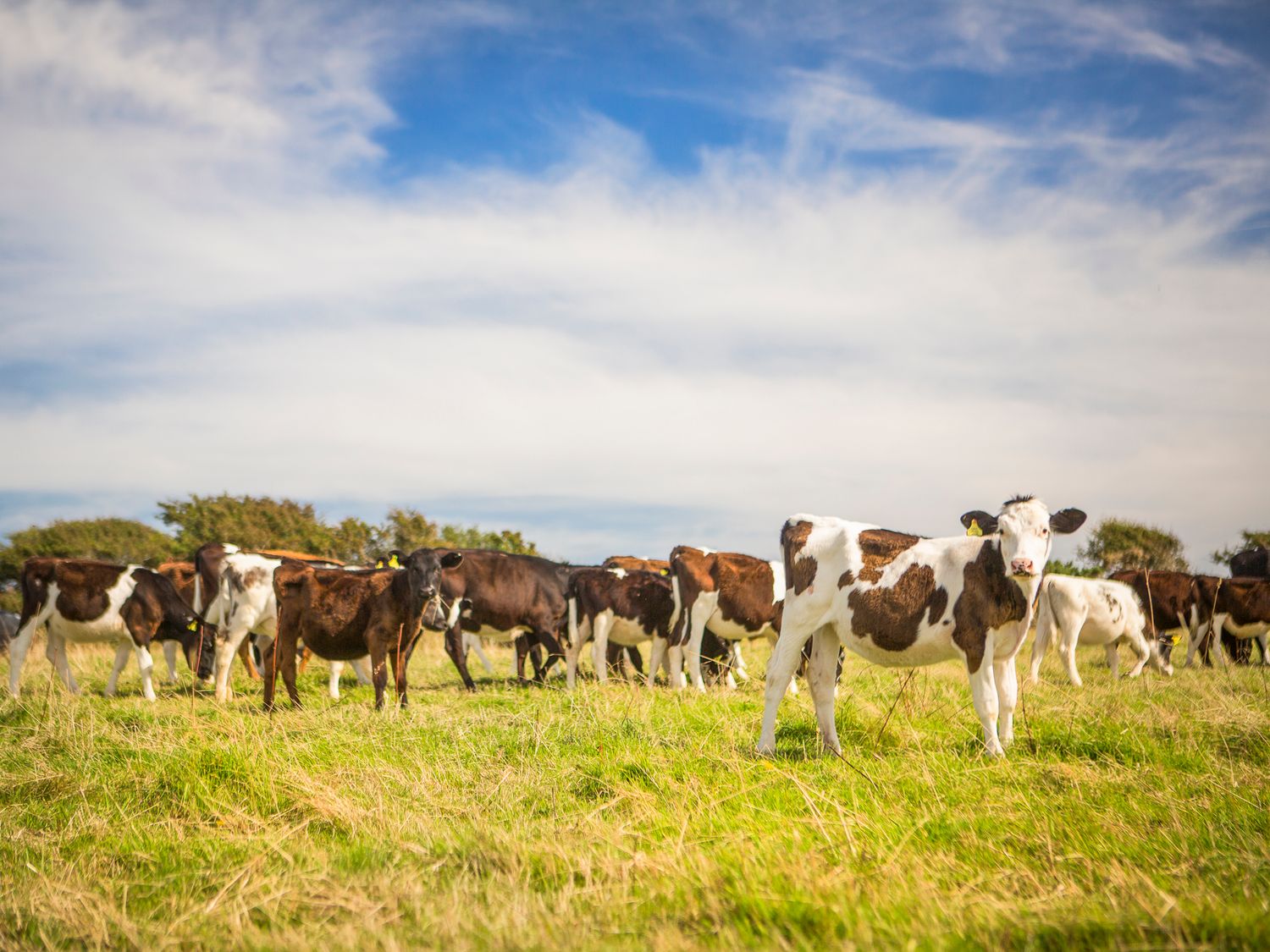 Property image 38 for SC1171988