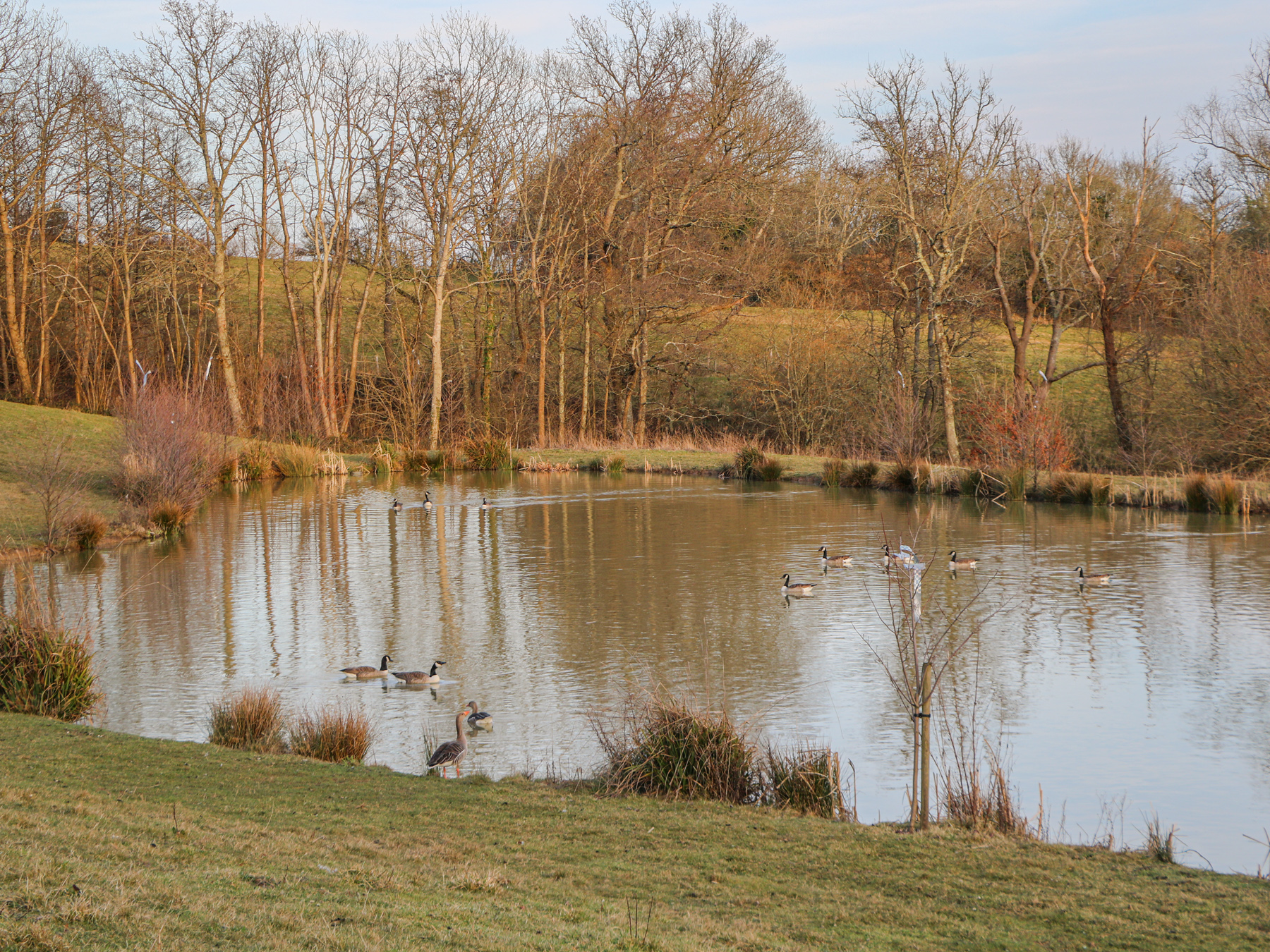 Property image 14 for SC1172202