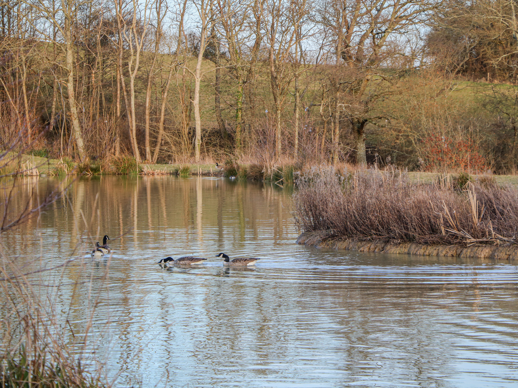 Property image 16 for SC1172202