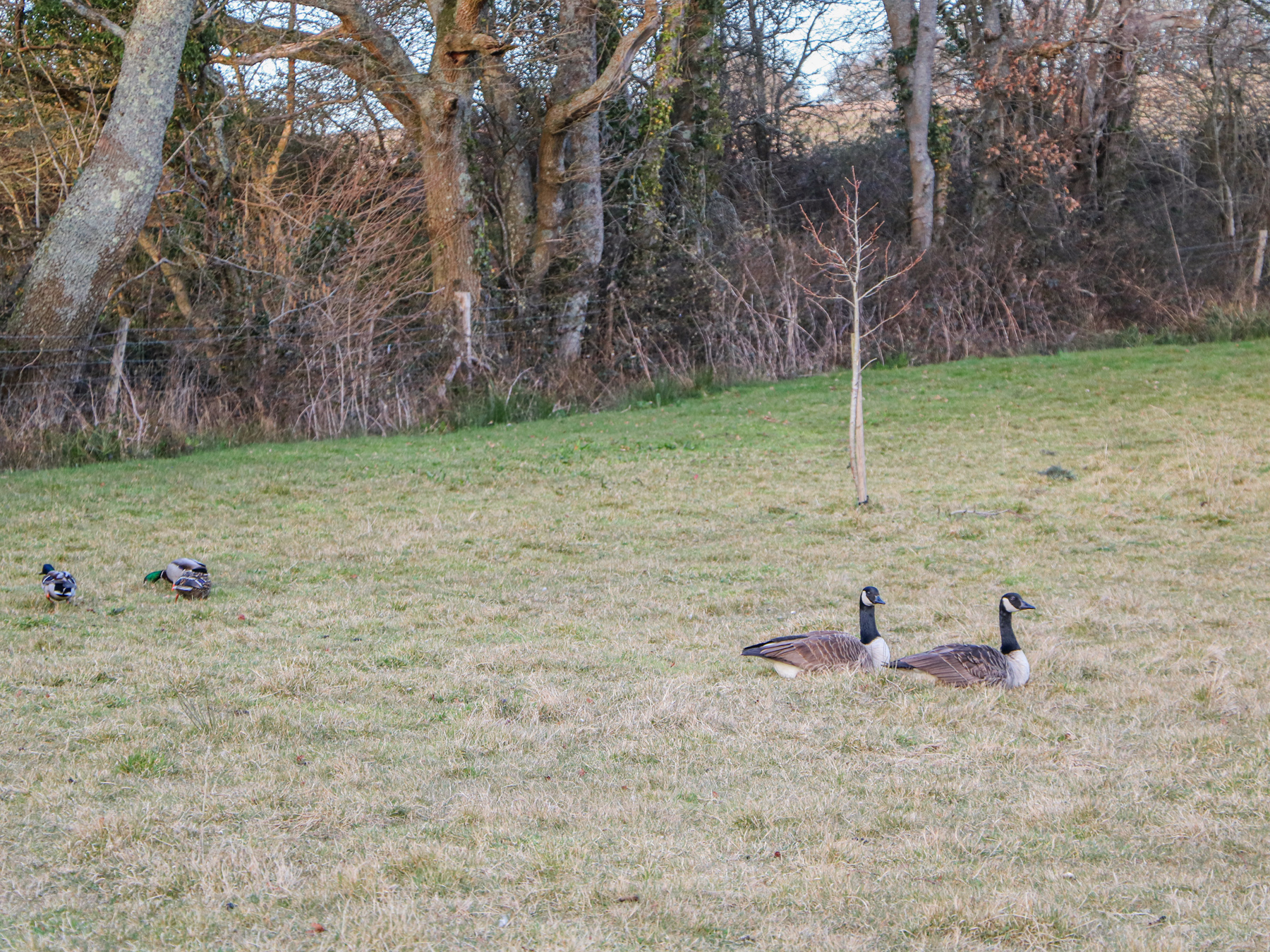 Property image 17 for SC1172202