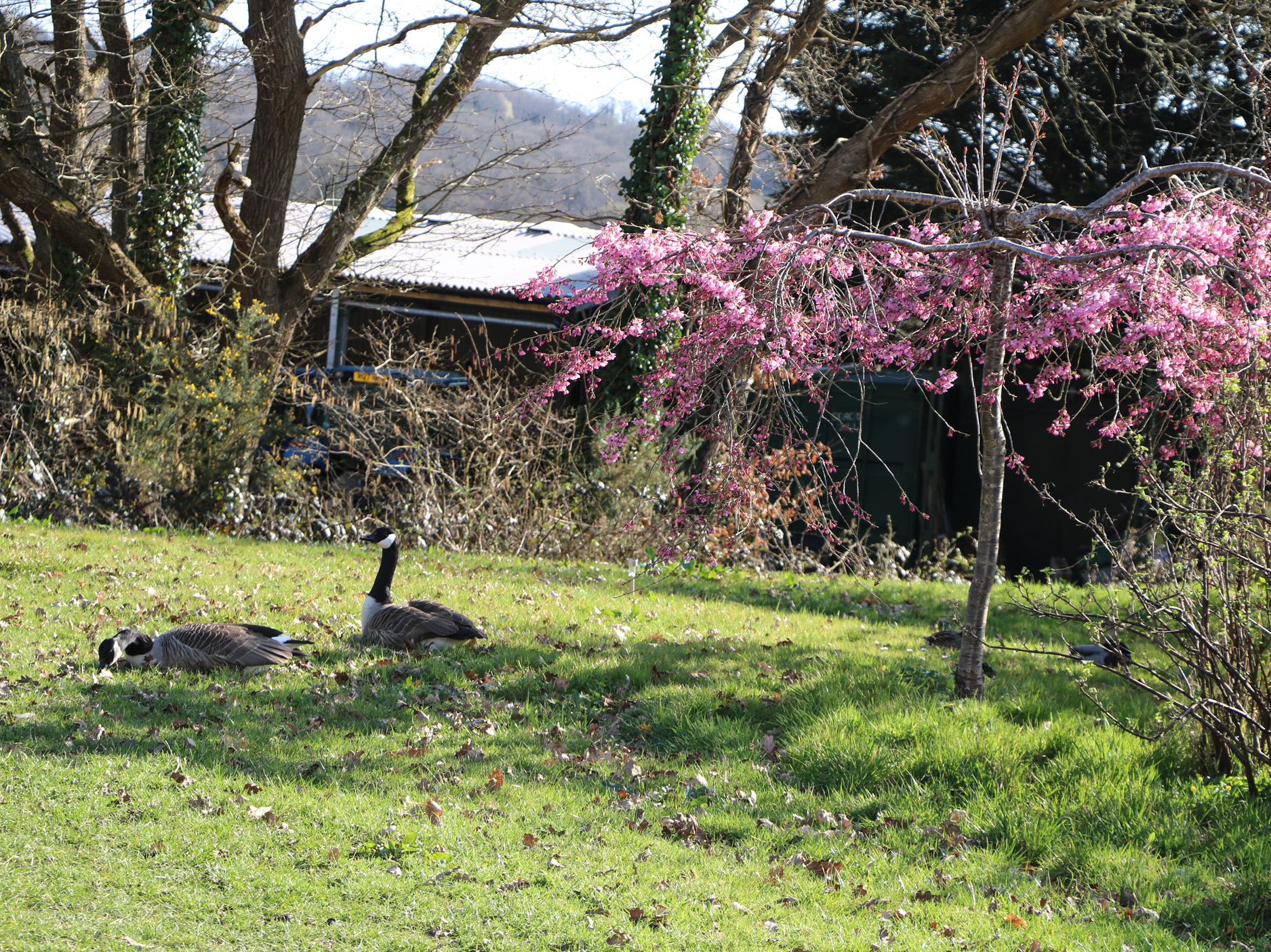 Property image 15 for SC1172203