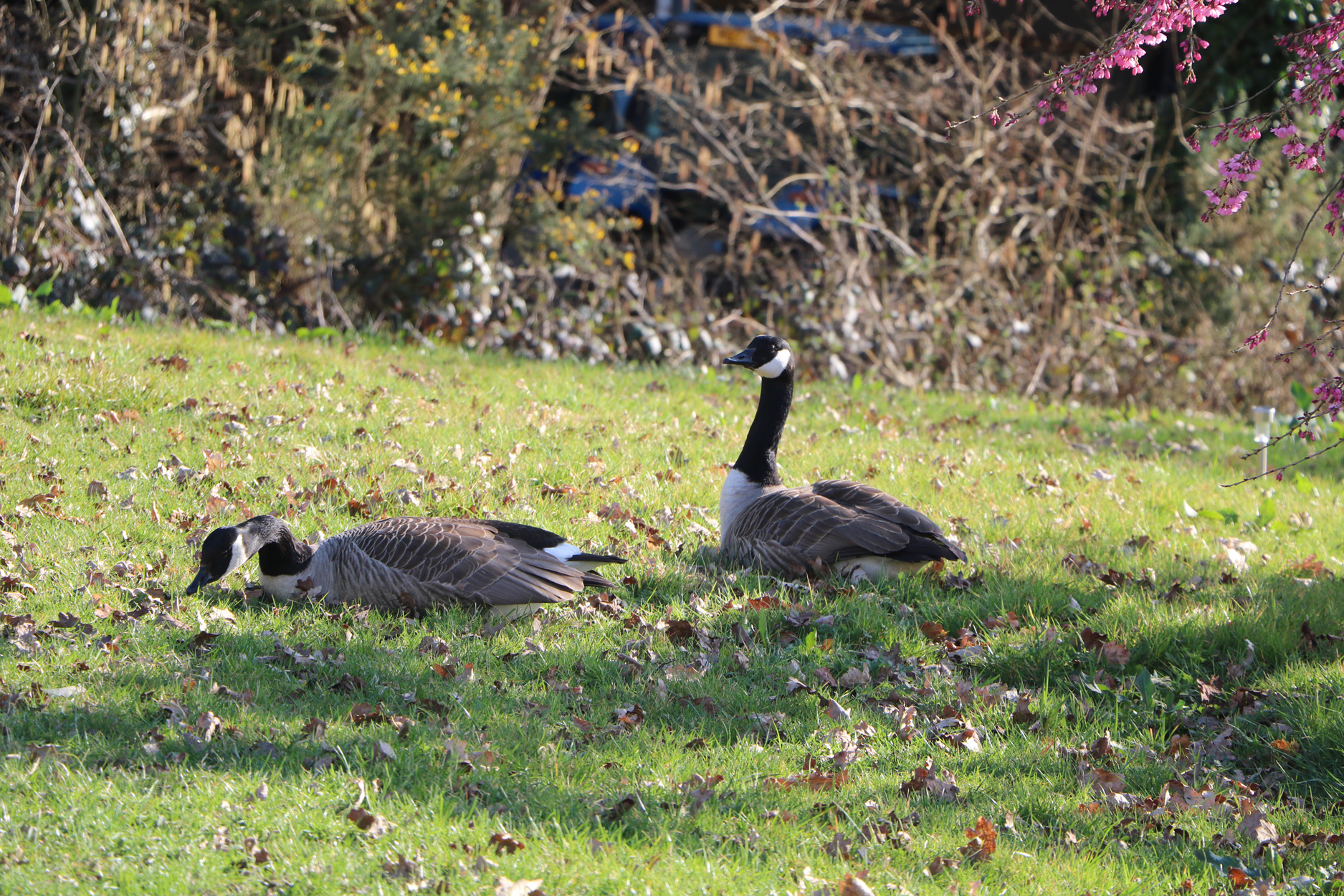 Property image 16 for SC1172203