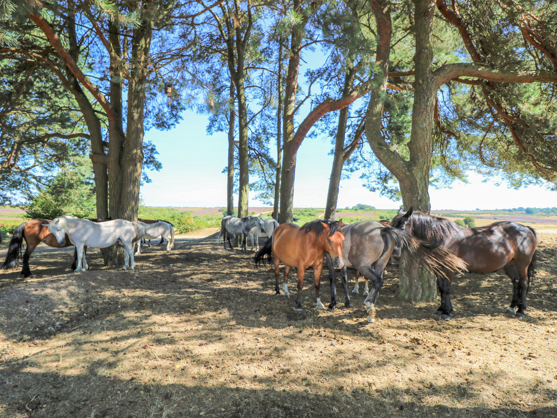 Property image 45 for SC1172653