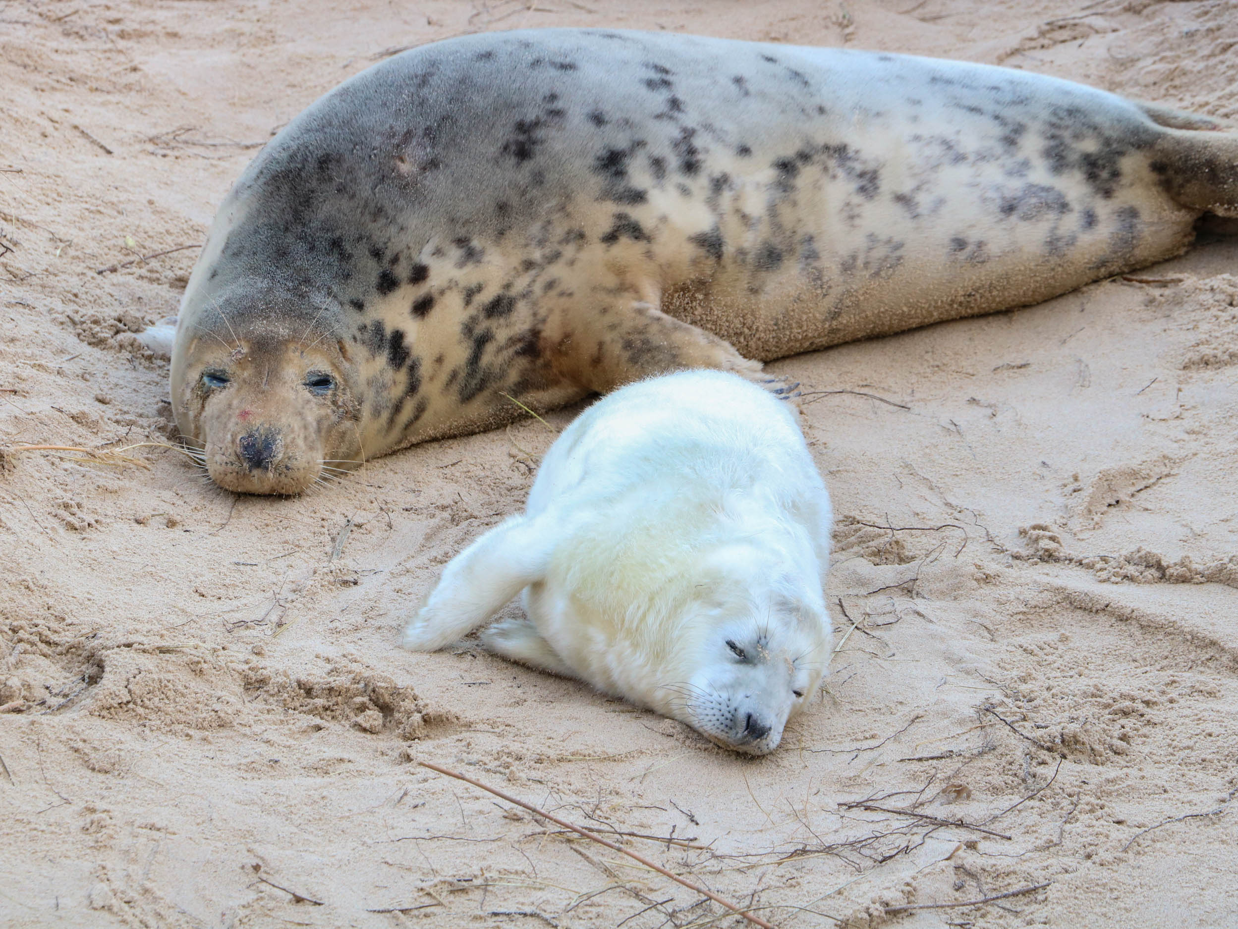 Property image 22 for SC1172912