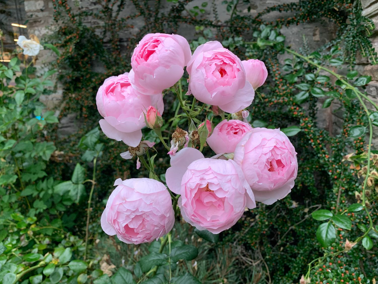 Property image 61 for SC1173908