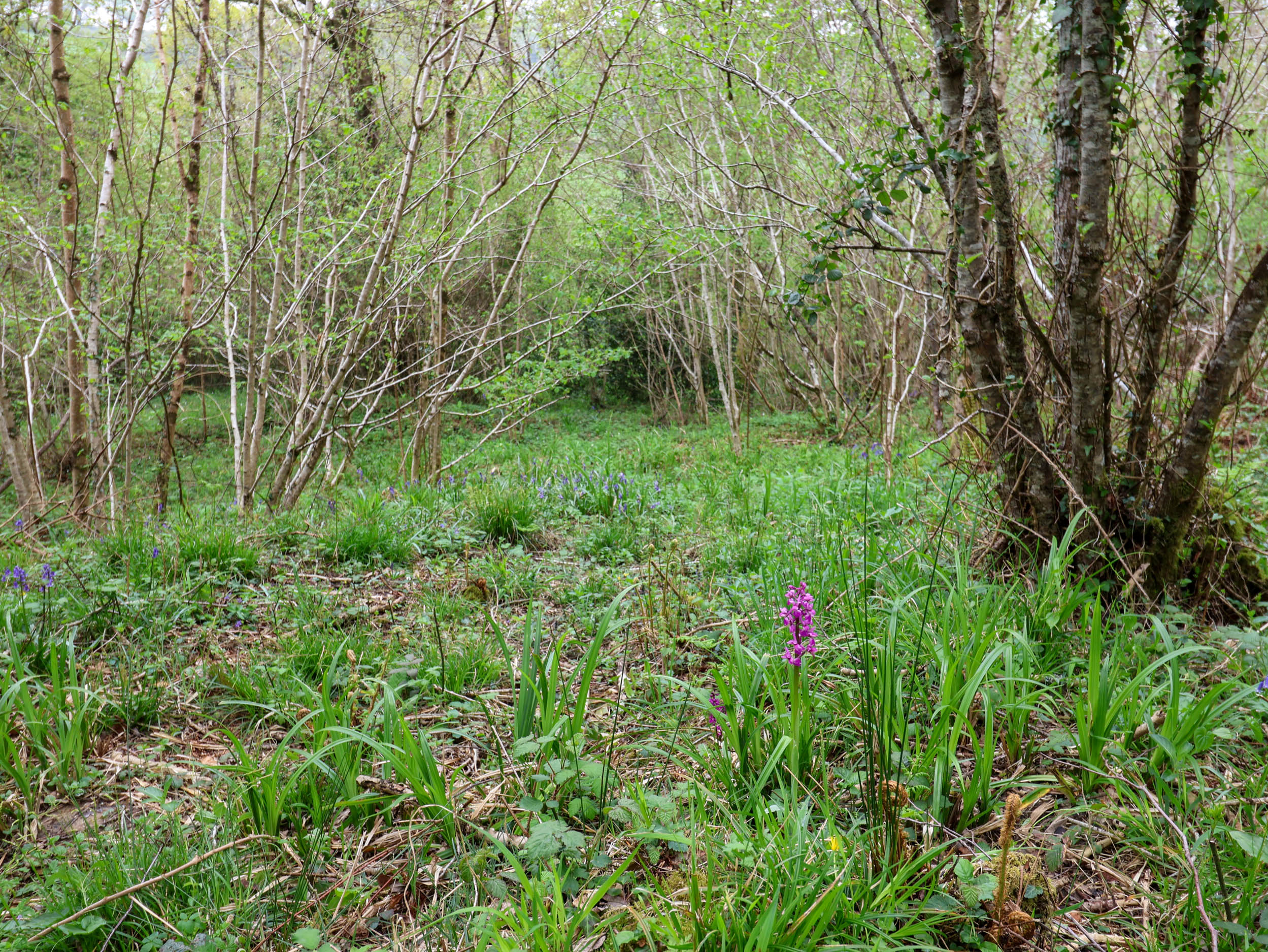 Property image 33 for SC1174124