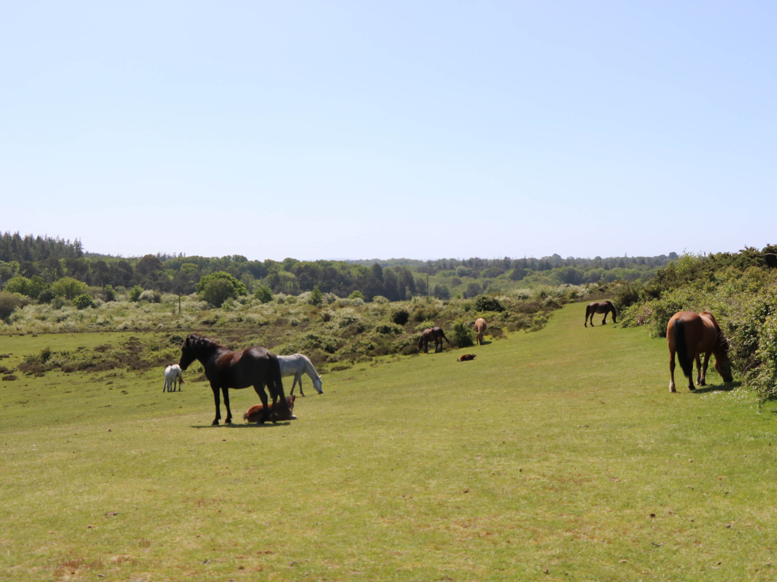 Property image 29 for SC1174318